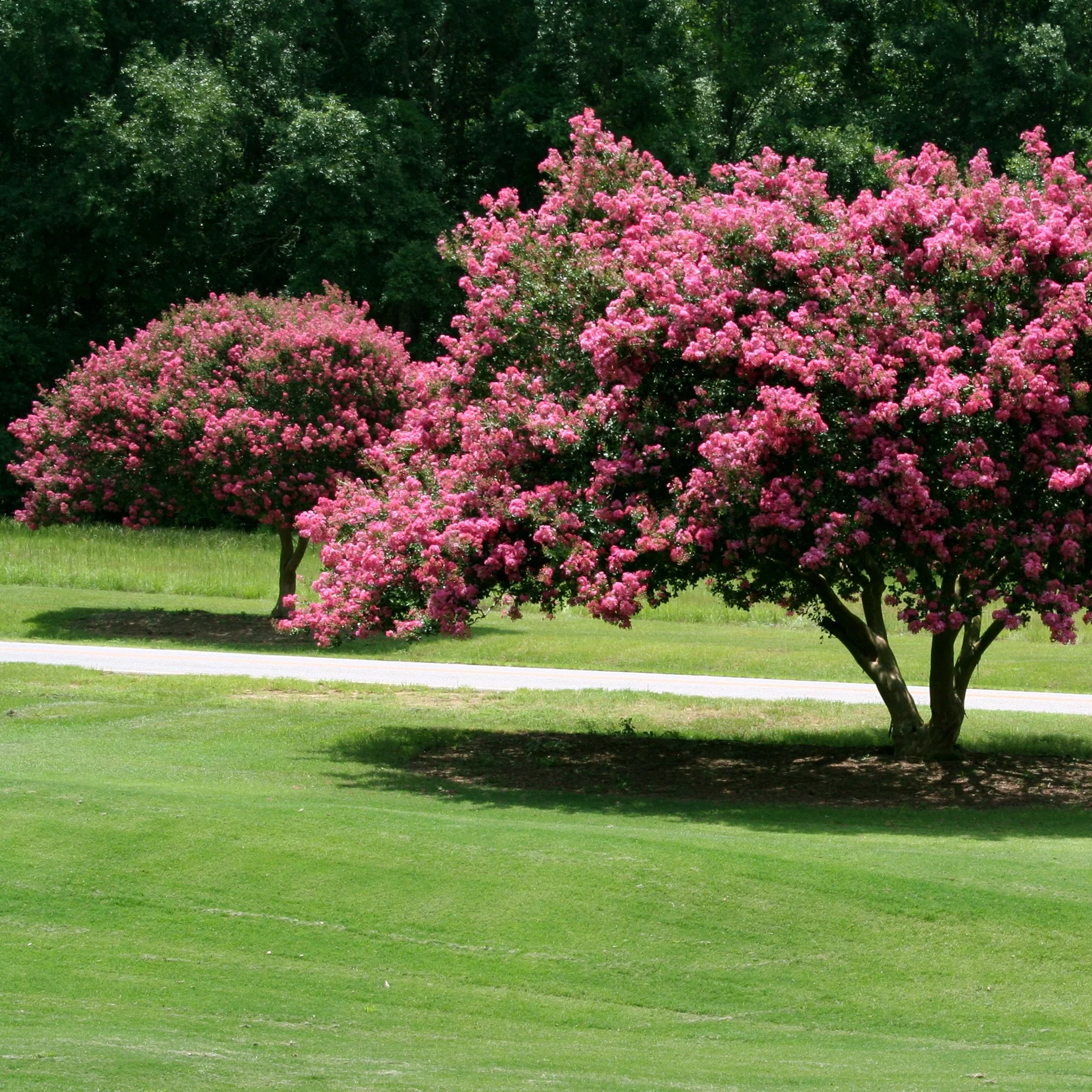 Lilas des Indes rose - Image 5