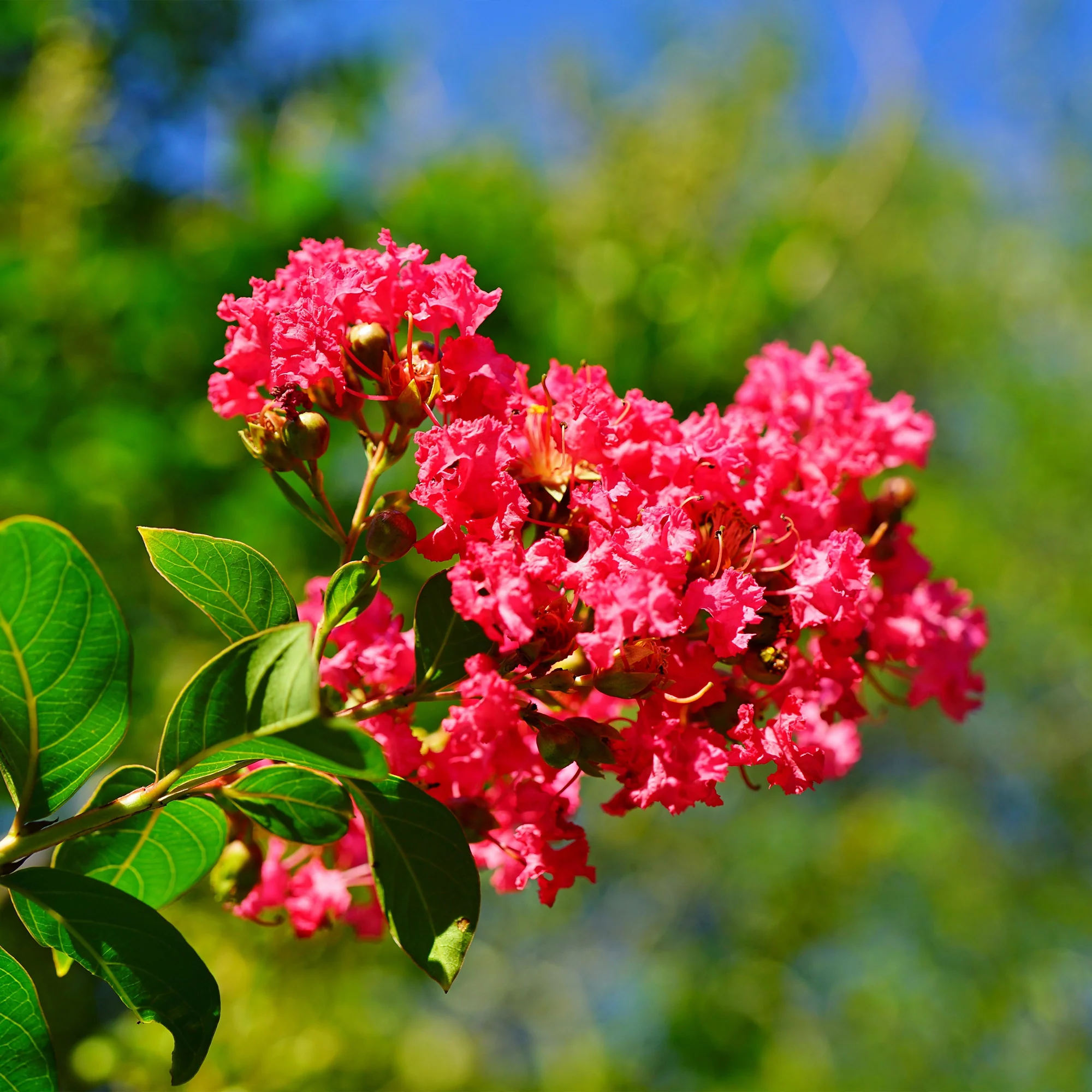 Lilas des Indes rouge - Image 3