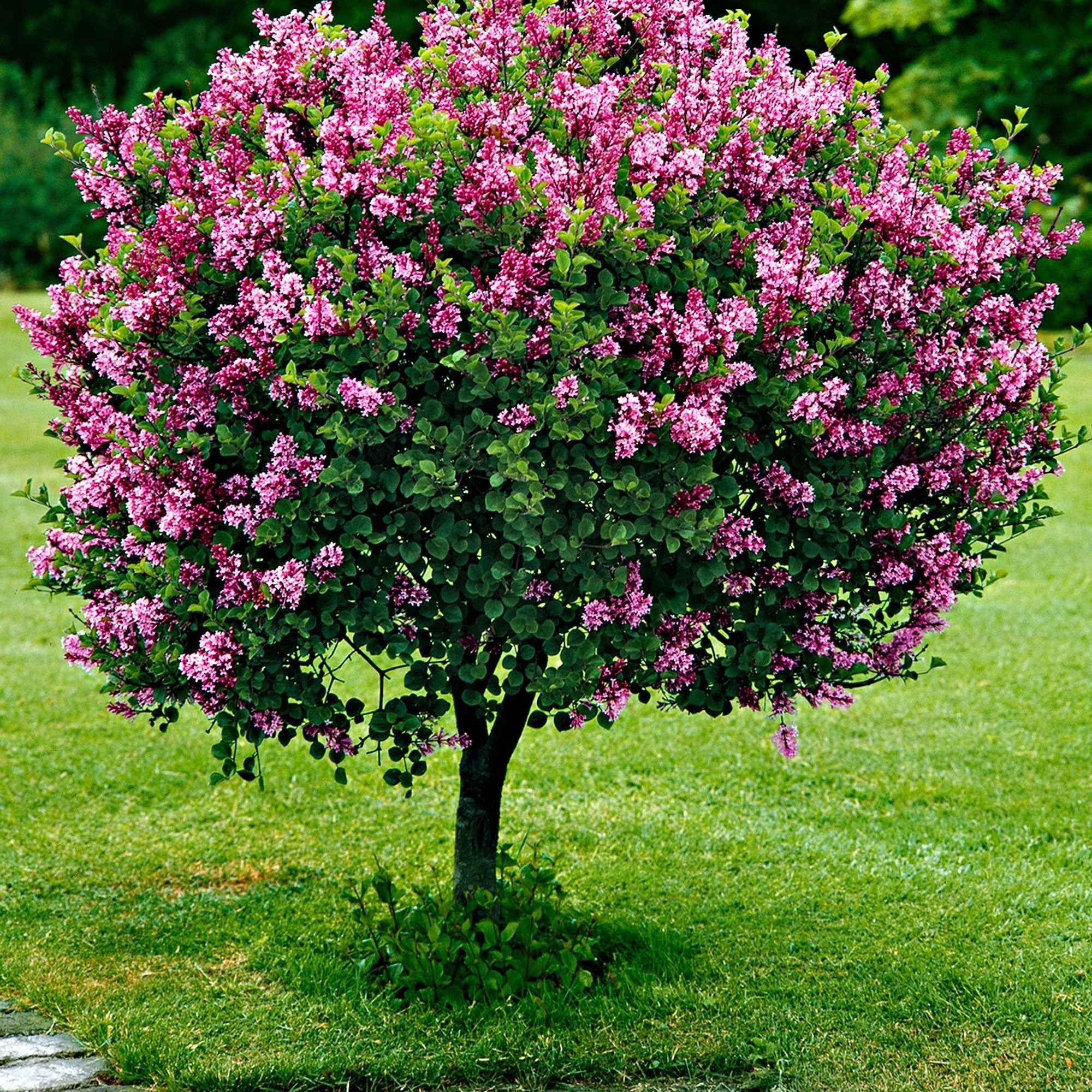 Lilas Palibin sur tige - Image 3