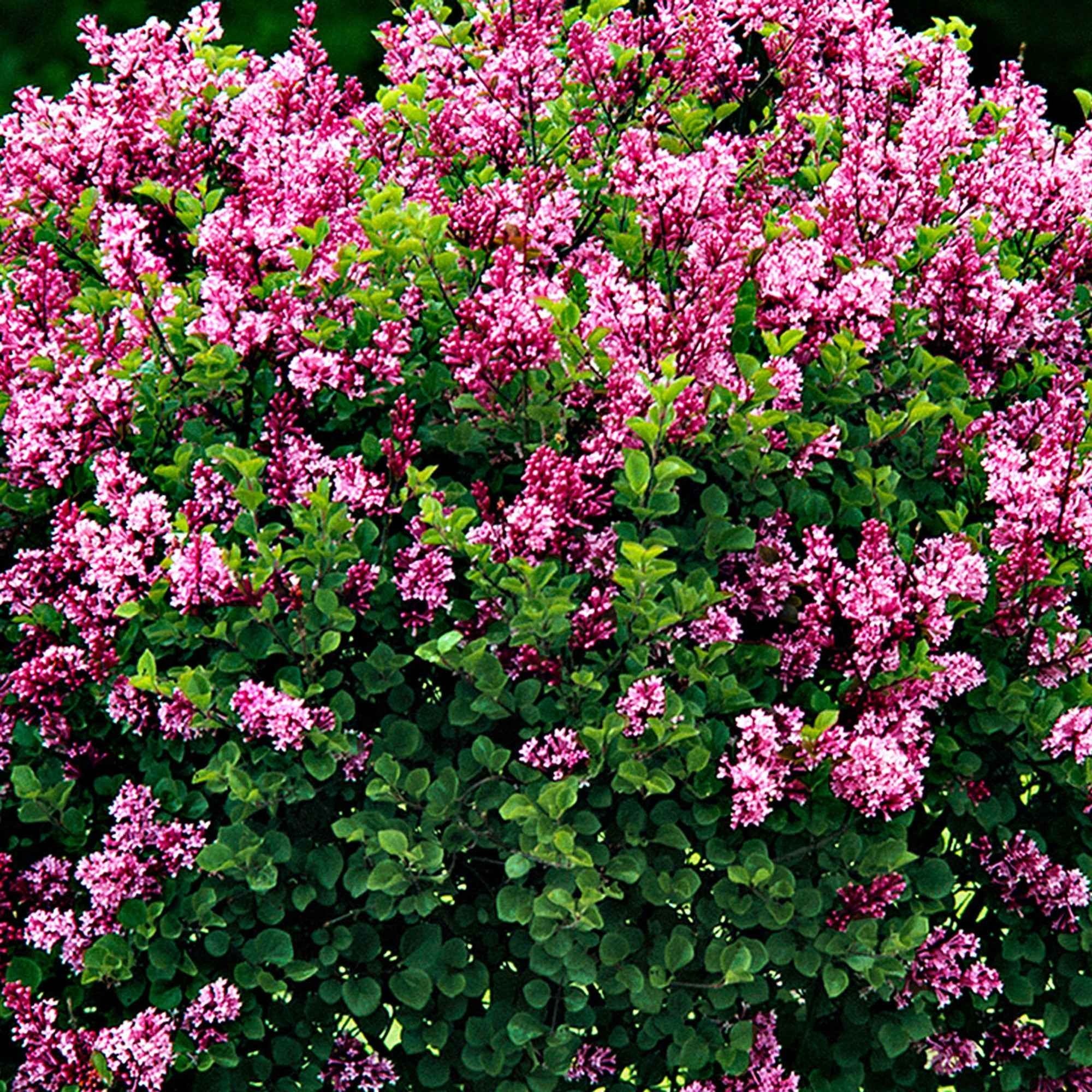 Lilas Palibin sur tige - Image 4