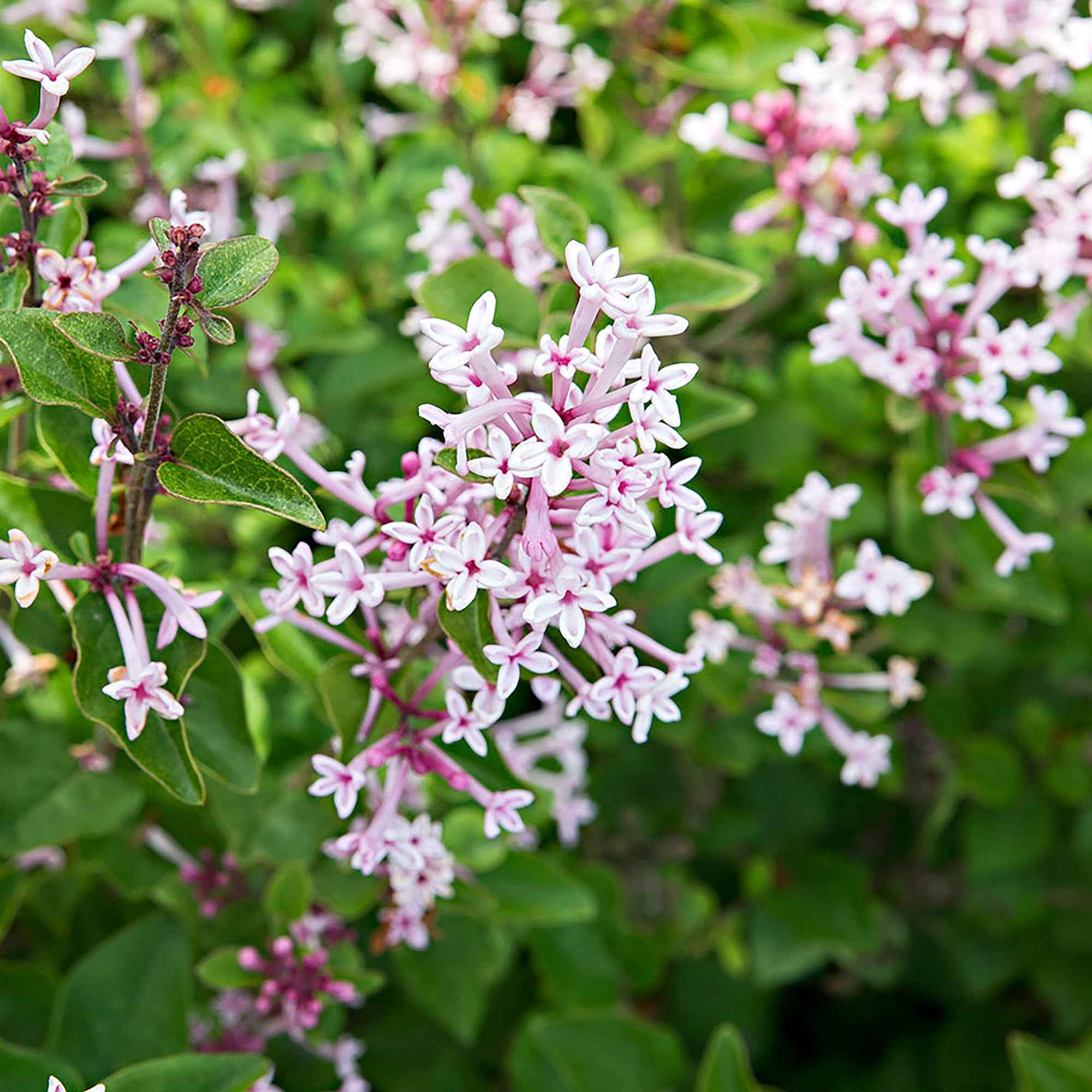 Lilas parfum rose - Image 3