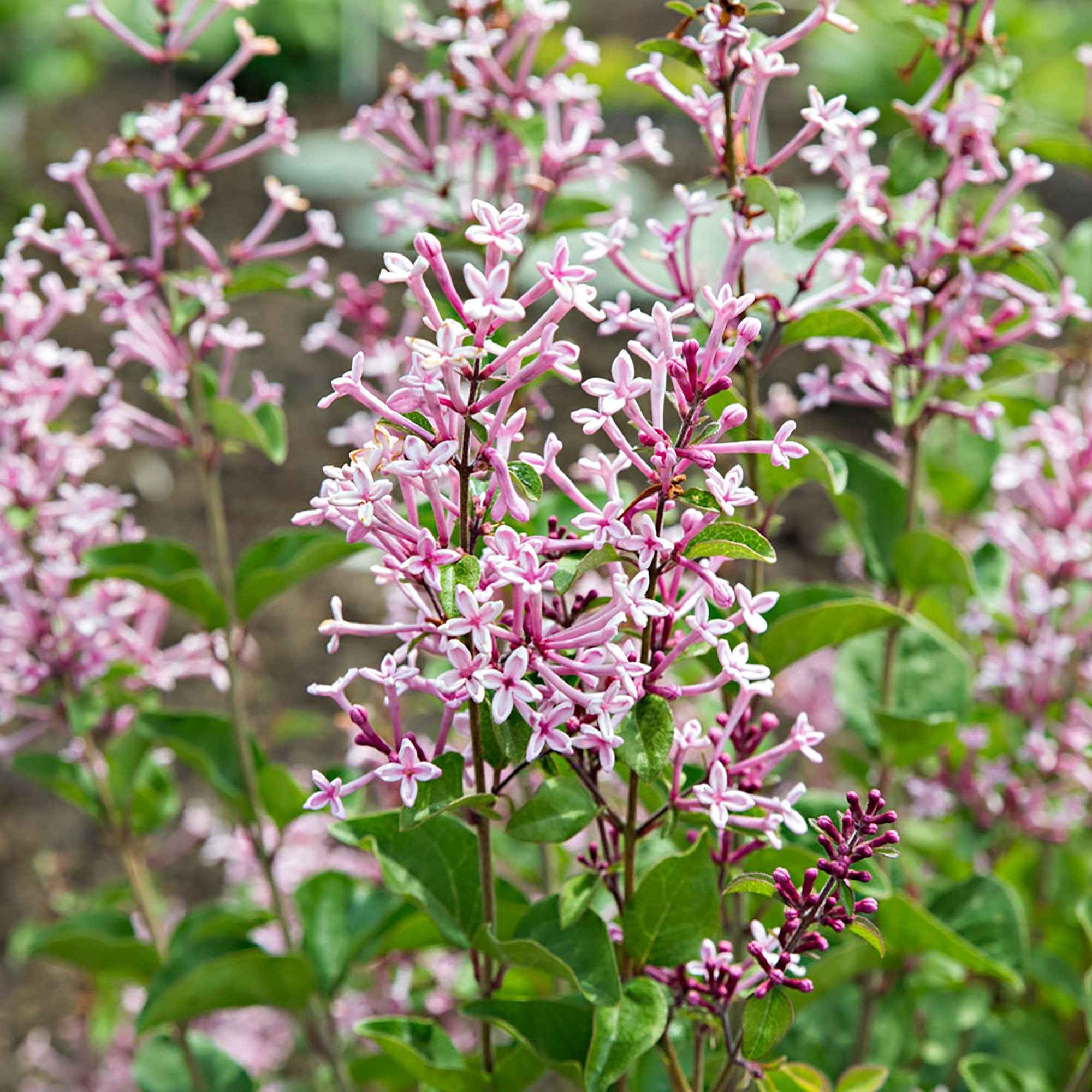 Lilas parfum rose - Image 4