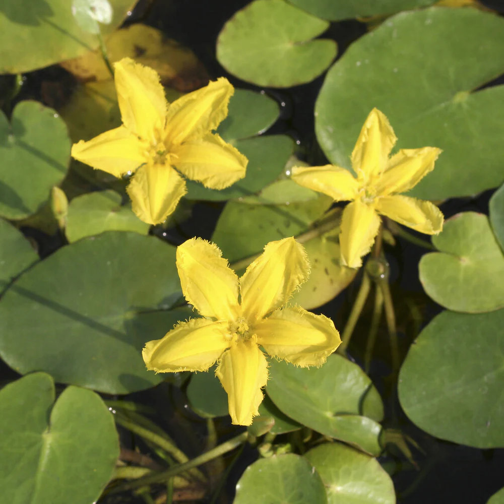Limnanthème Faux nénuphar - Image 3