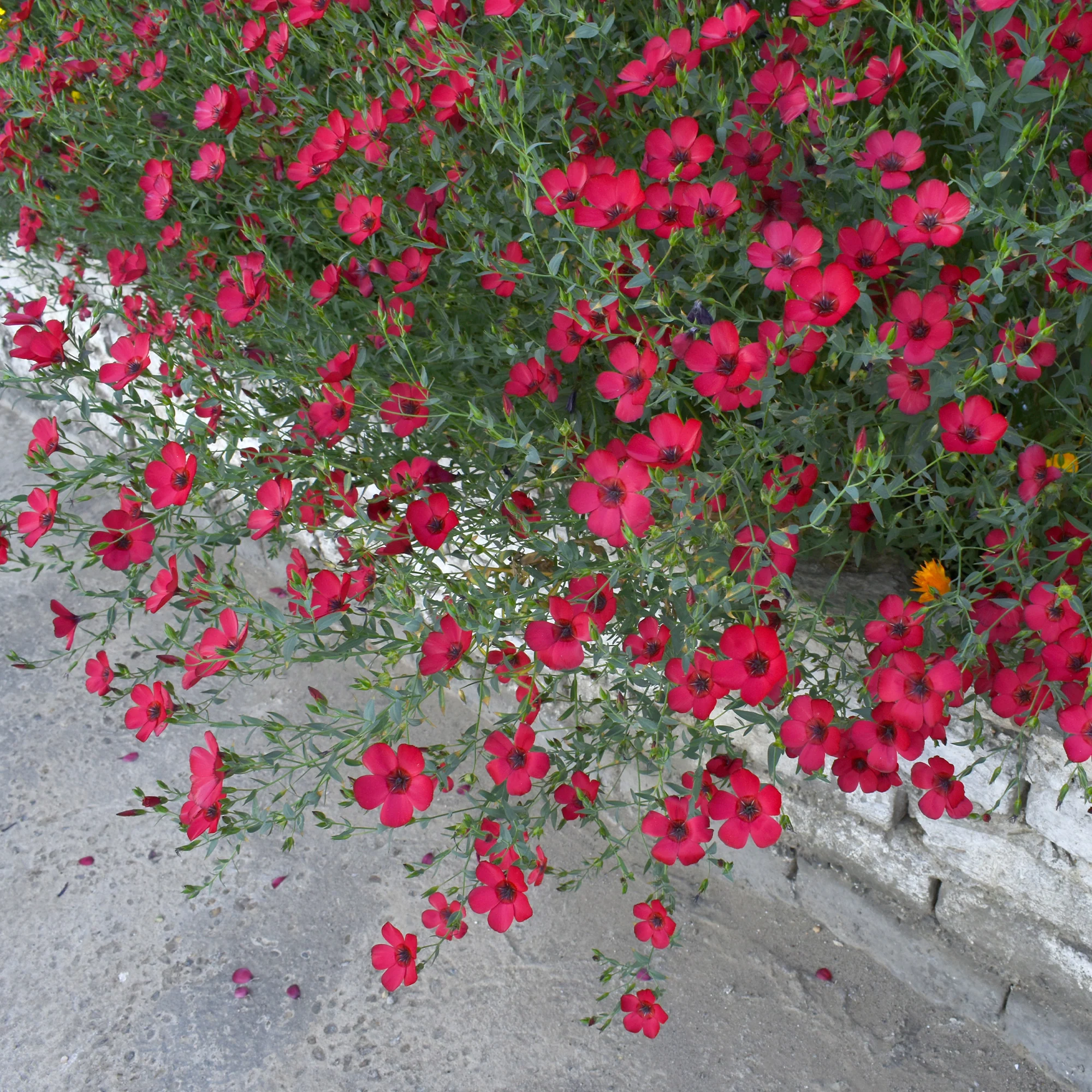 Lin annuel rouge - Image 3