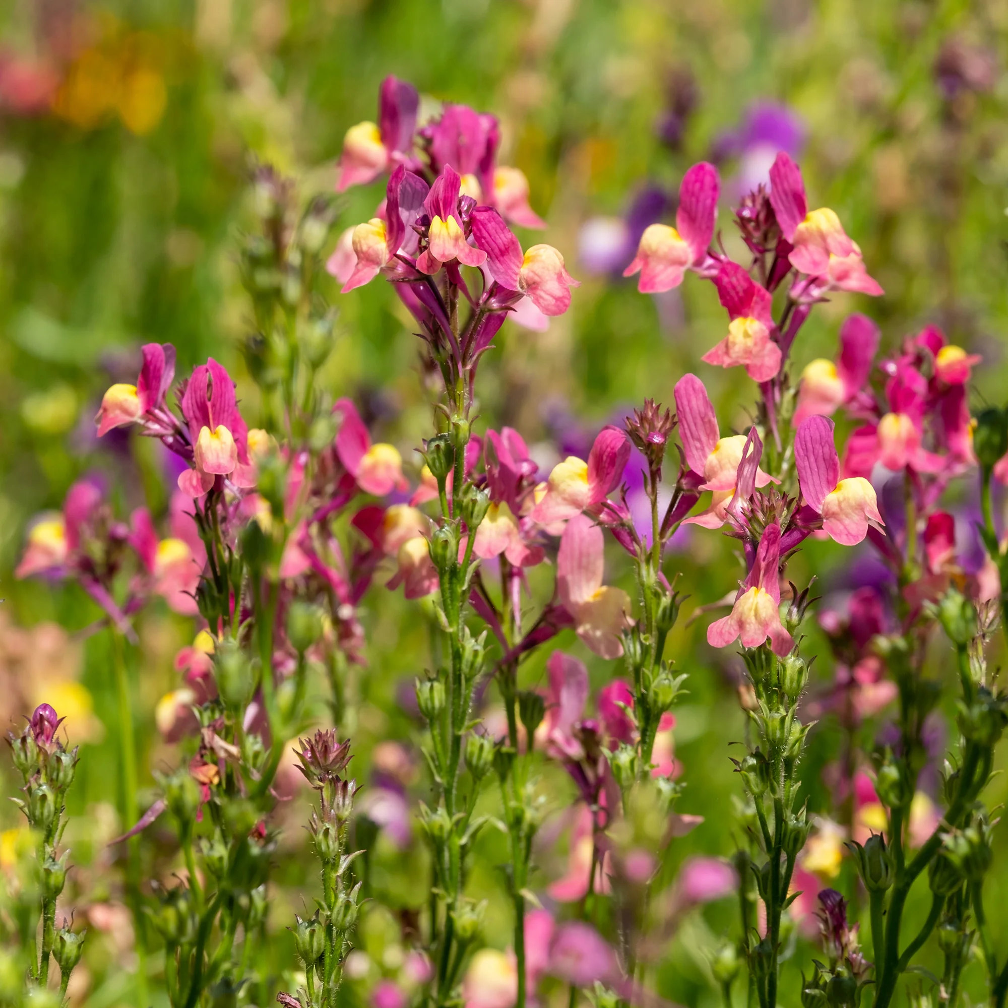 Linaria Northern Lights