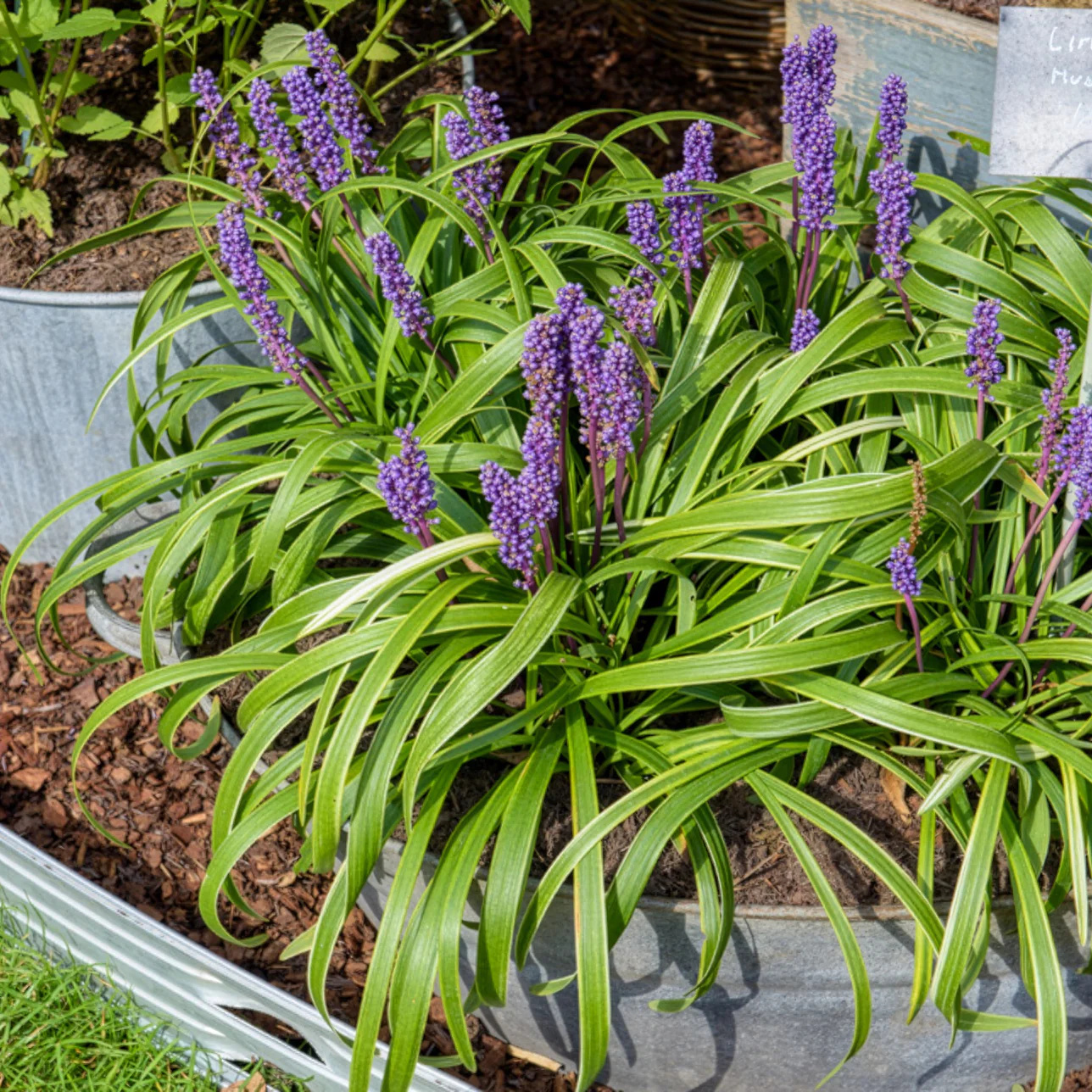 Liriope muscari Gold Banded - Image 2
