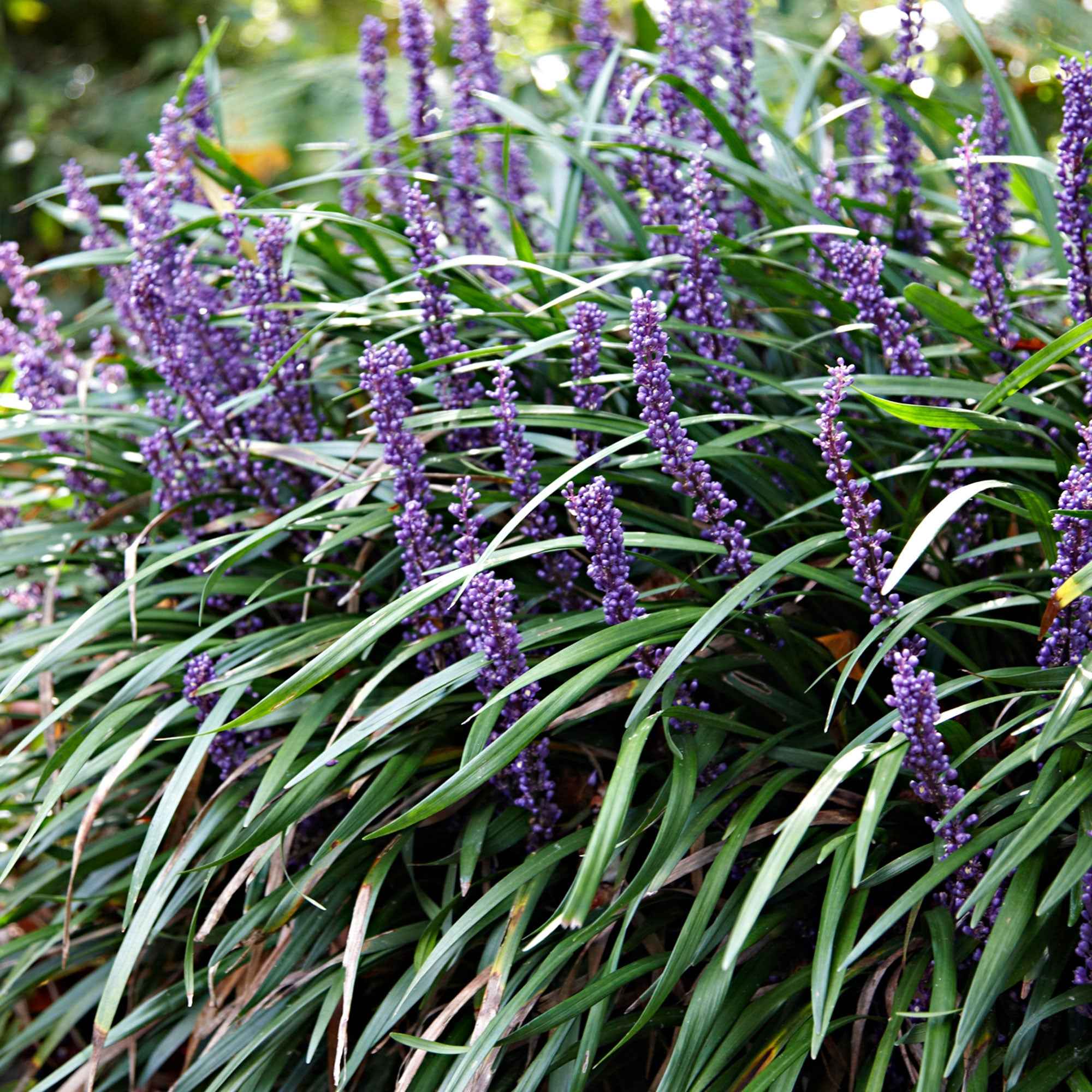 Liriope muscari Ingwersen - Image 2