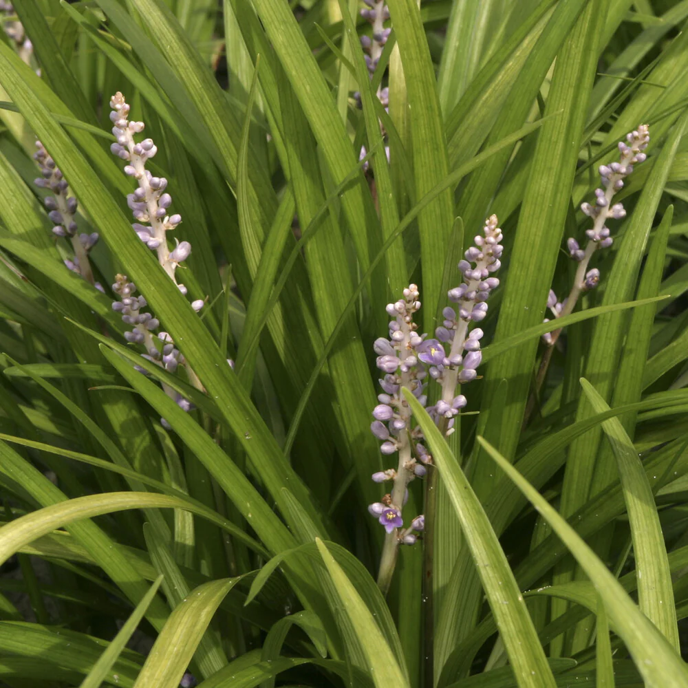 Liriope spicata - Image 2