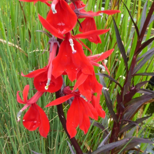 Lobelia écarlate