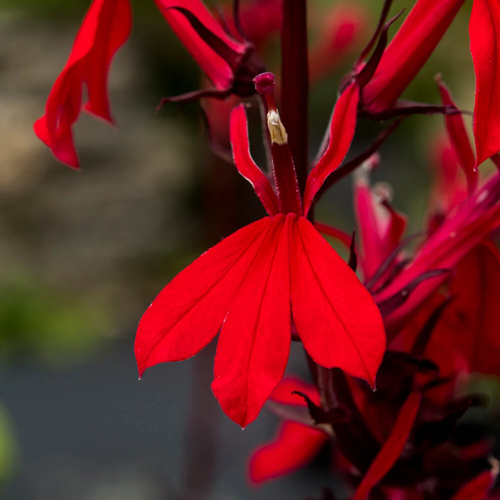 Lobelia écarlate Queen Victoria - Image 3