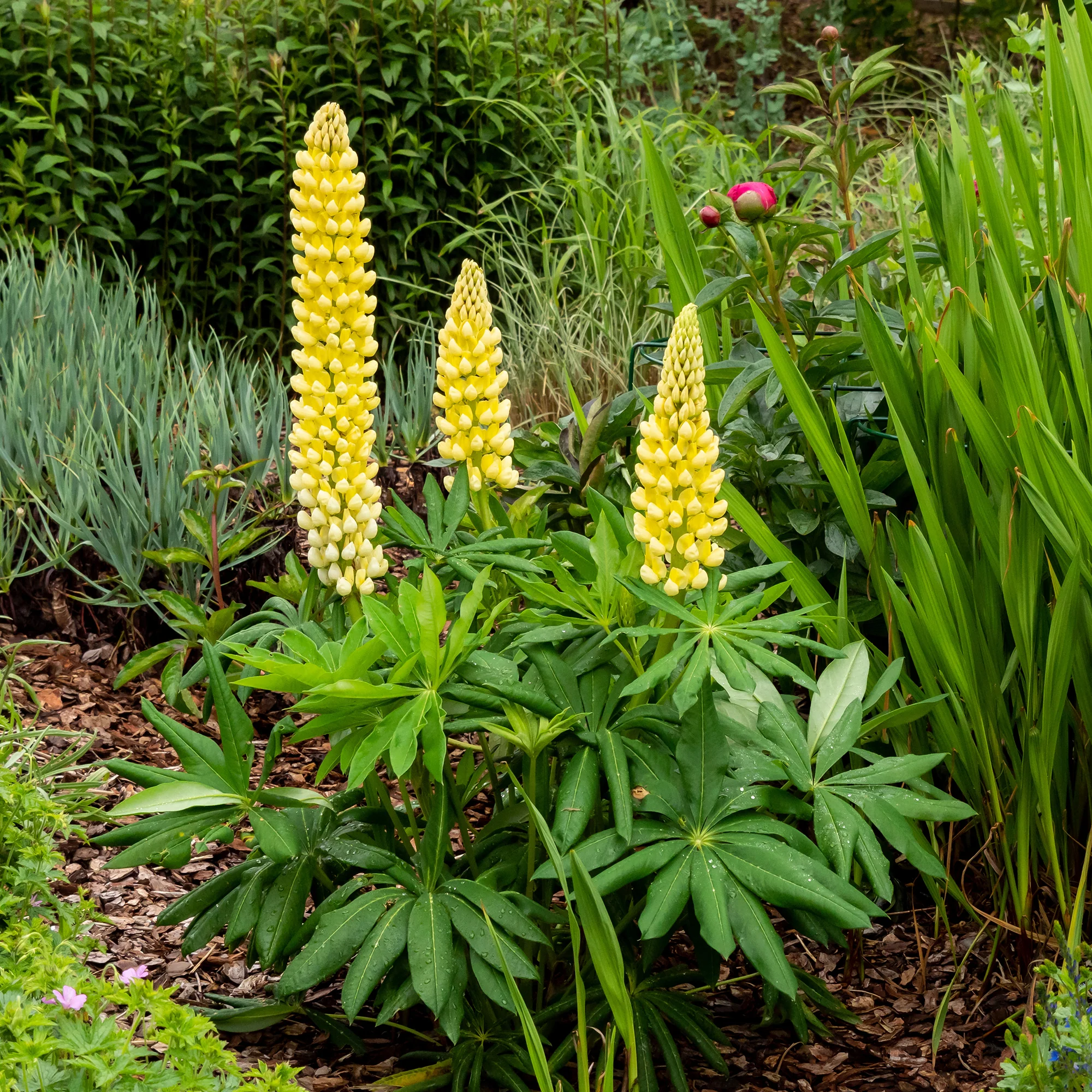 Lupin Chandelier - Image 2