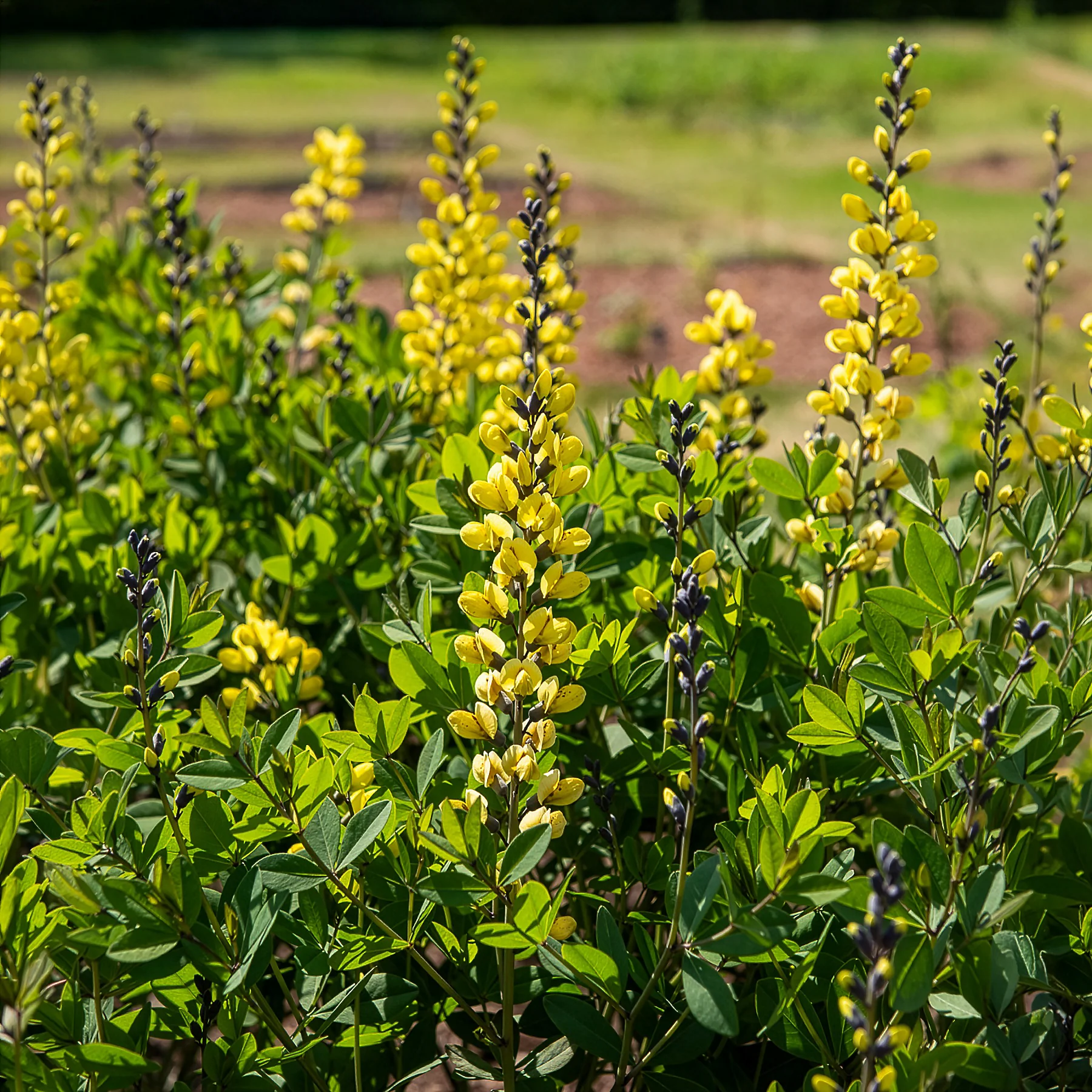 Lupin indigo Lemon Meringue - Image 3