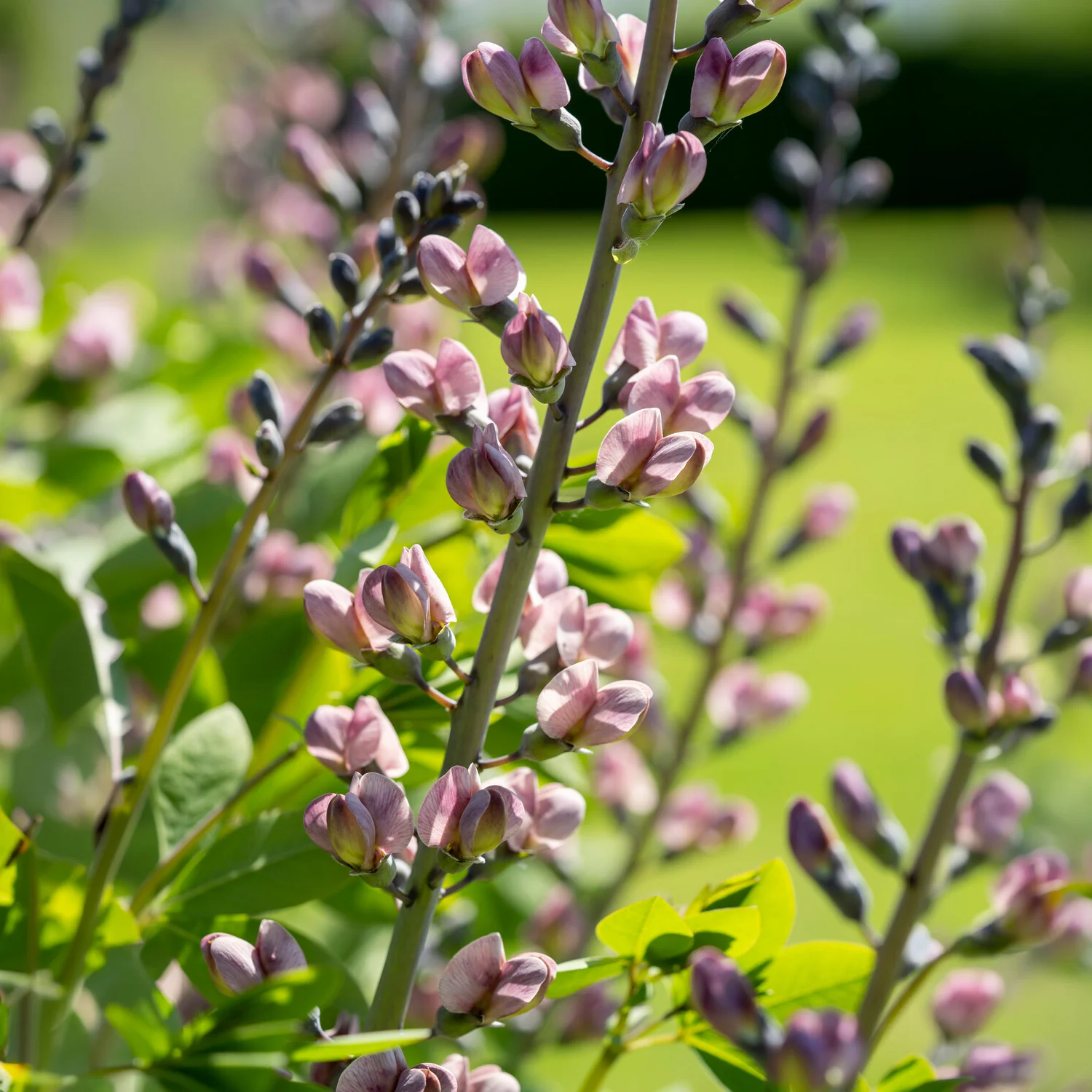 Lupin indigo Pink Truffles