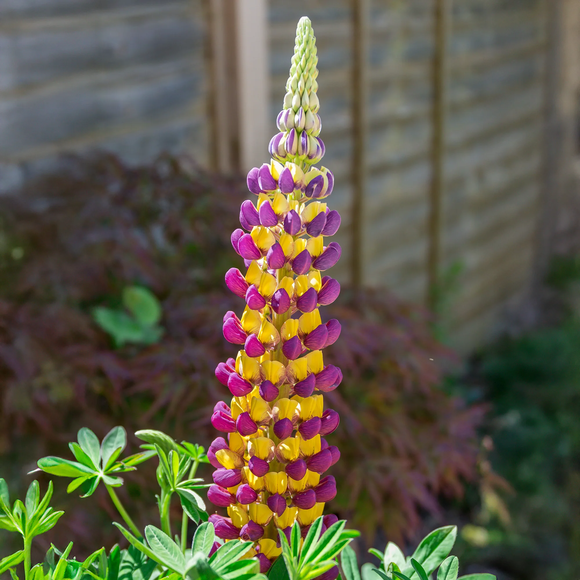 Lupin Manhattan Lights® - Image 3