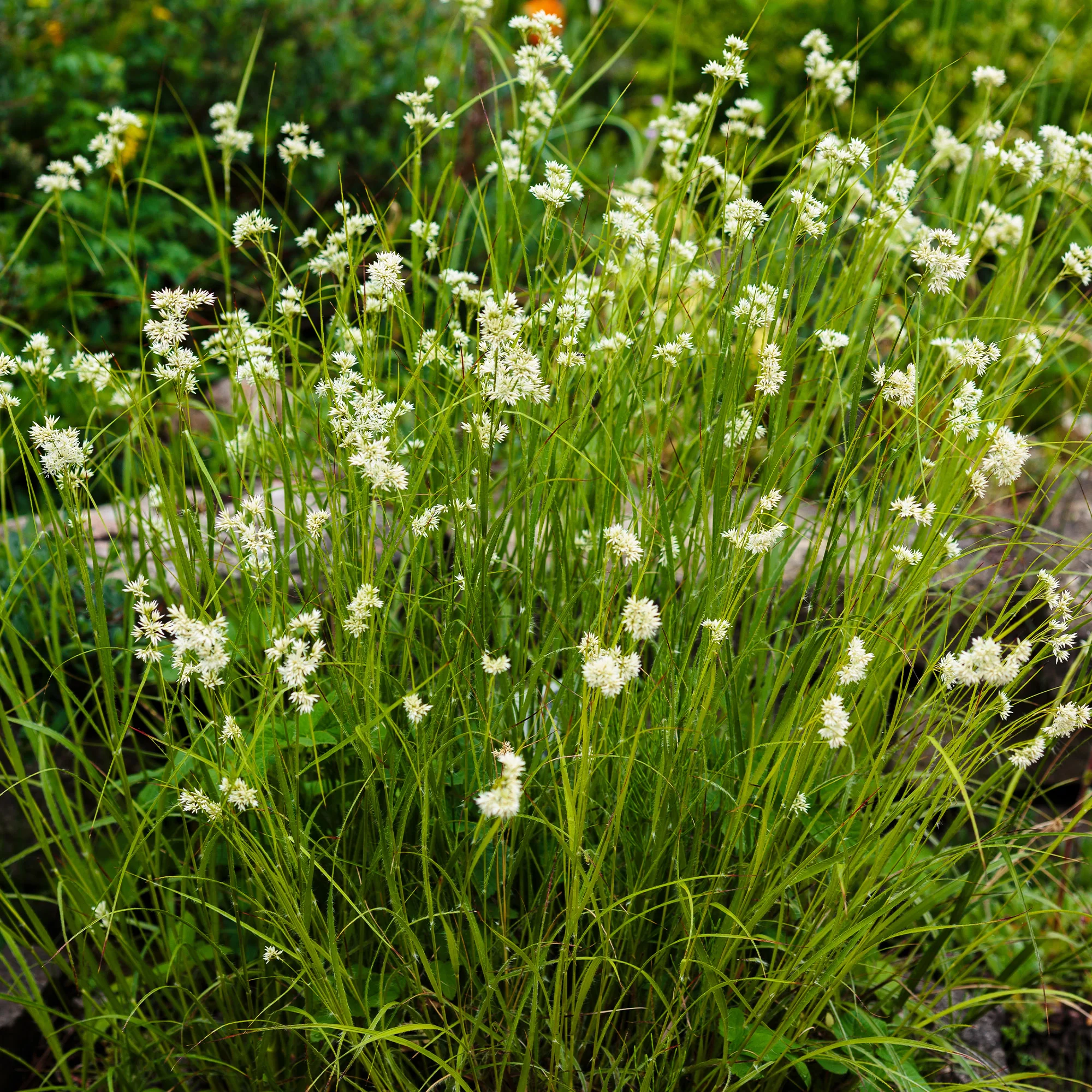 Luzule blanc de neige