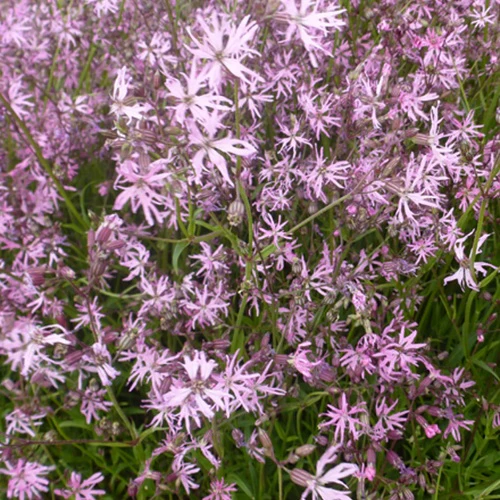 3 Lychnis flos-cuculi - Œillets des près - Image 4