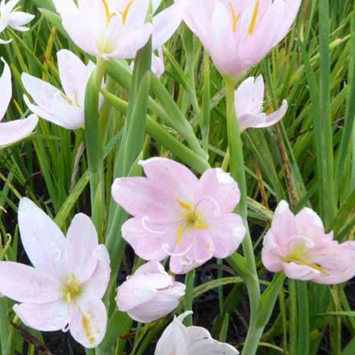 Lys des cafres blanc - Image 2