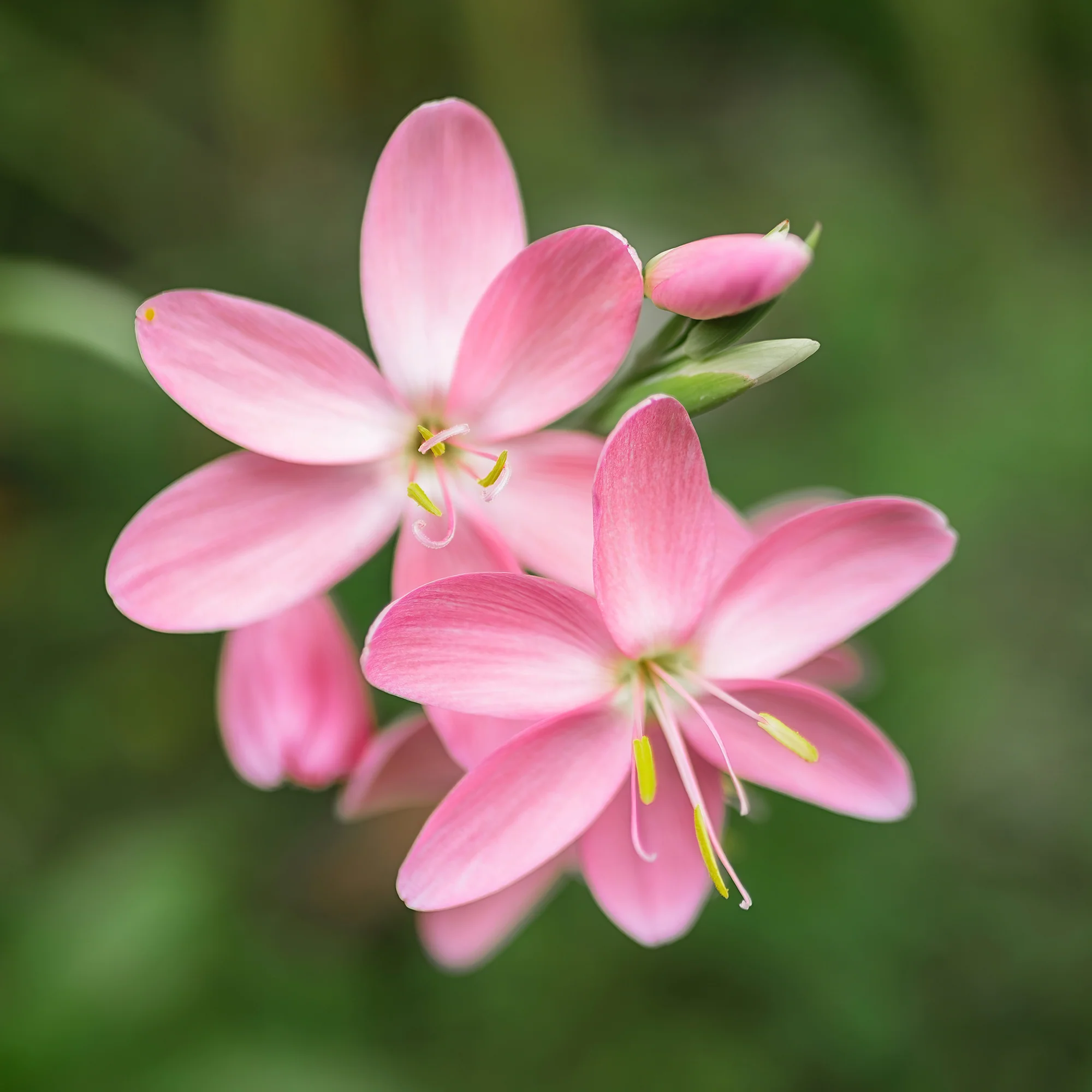 Lys des cafres Pink Butterflies