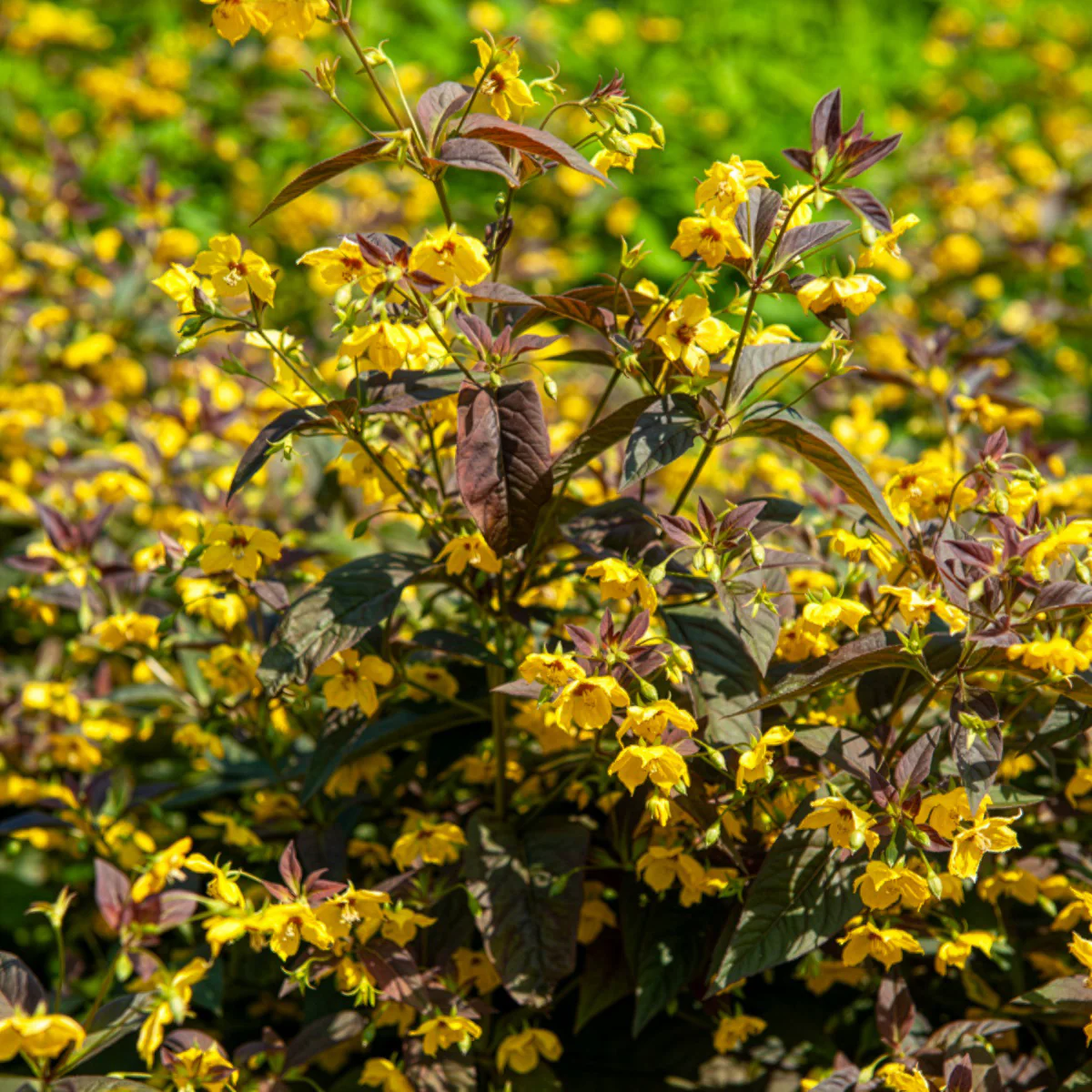 Lysimaque ciliée Firecracker