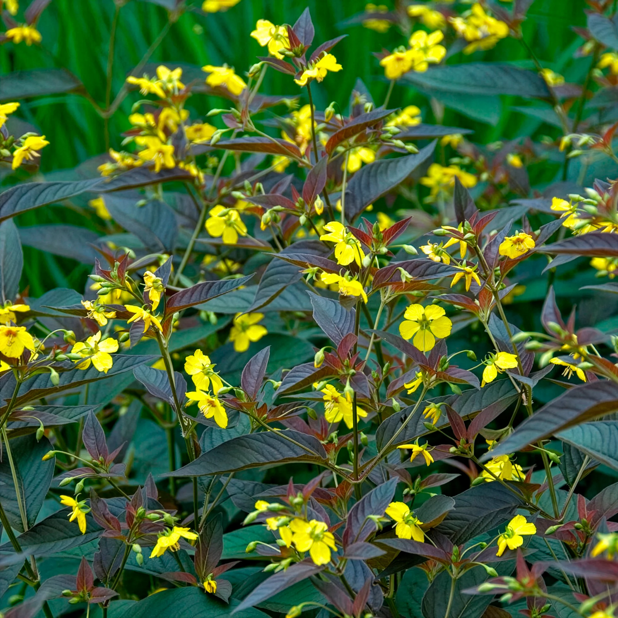 Lysimaque ciliée Firecracker - Image 5