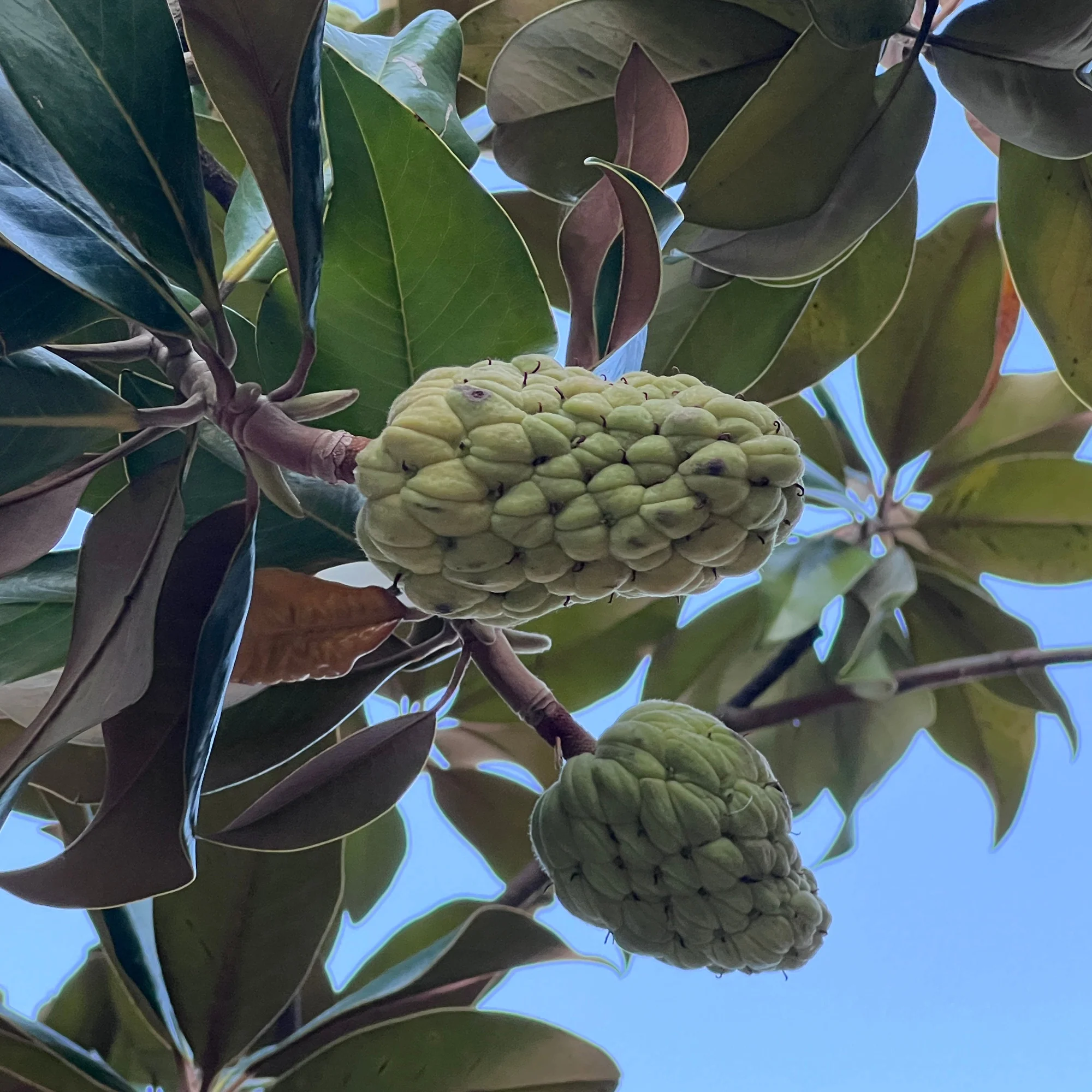 Magnolia à grandes fleurs - Image 4