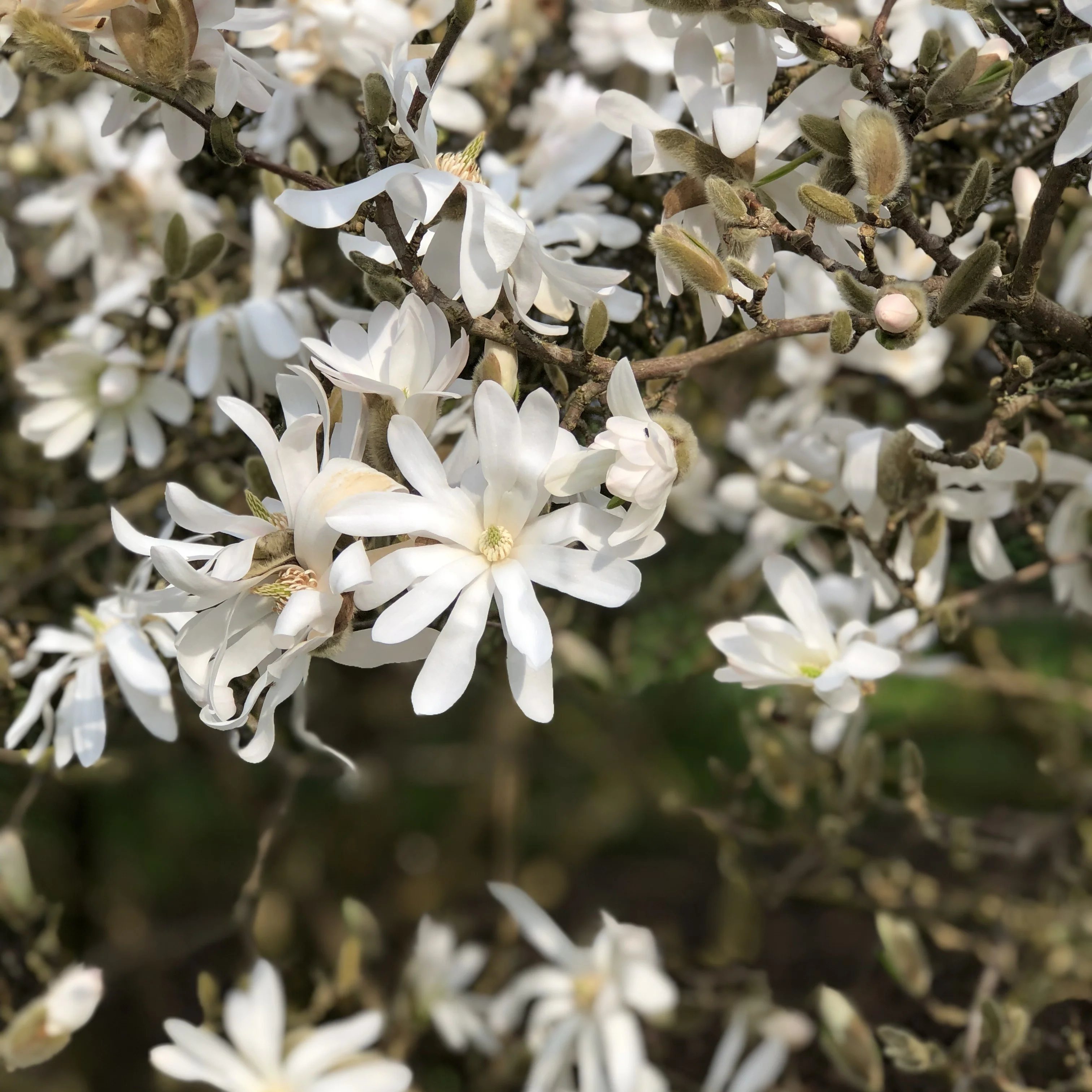 Magnolia étoilé - Image 4