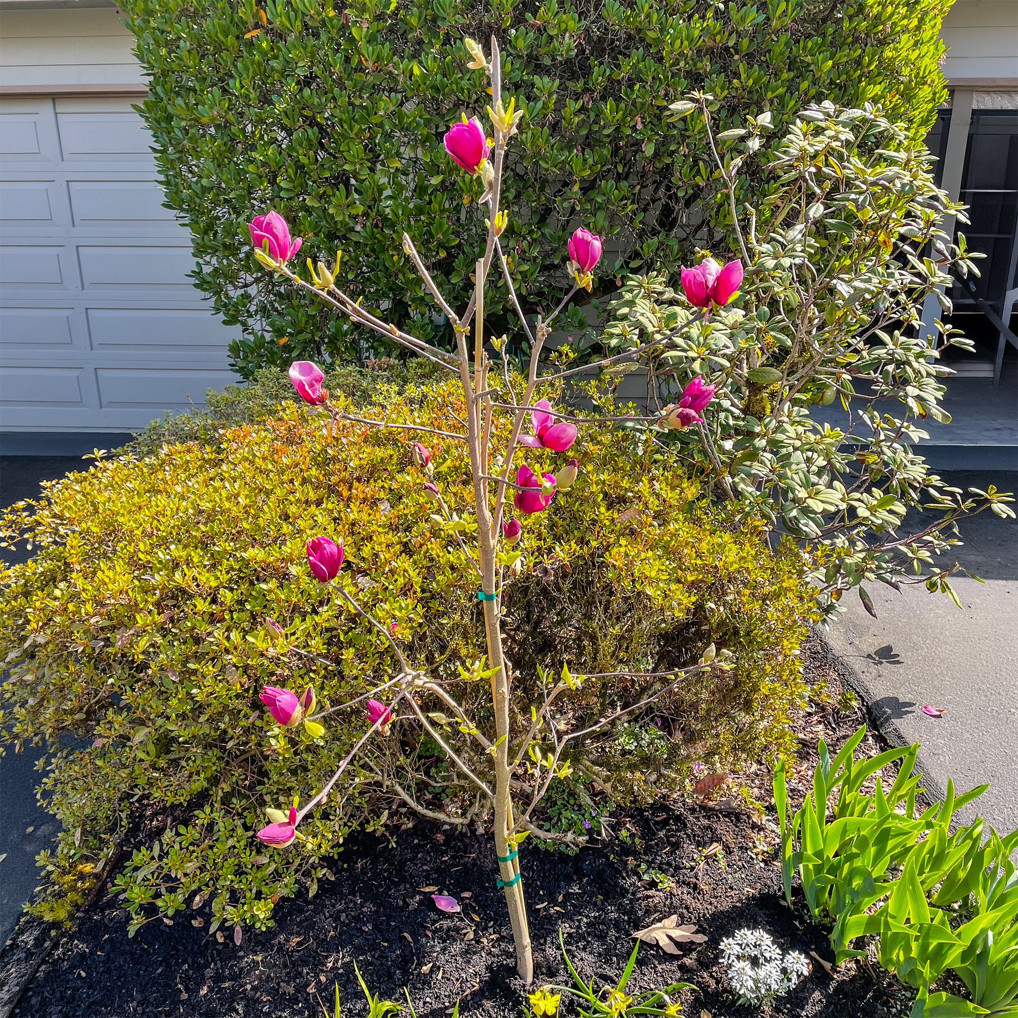 Magnolia Genie - Image 2