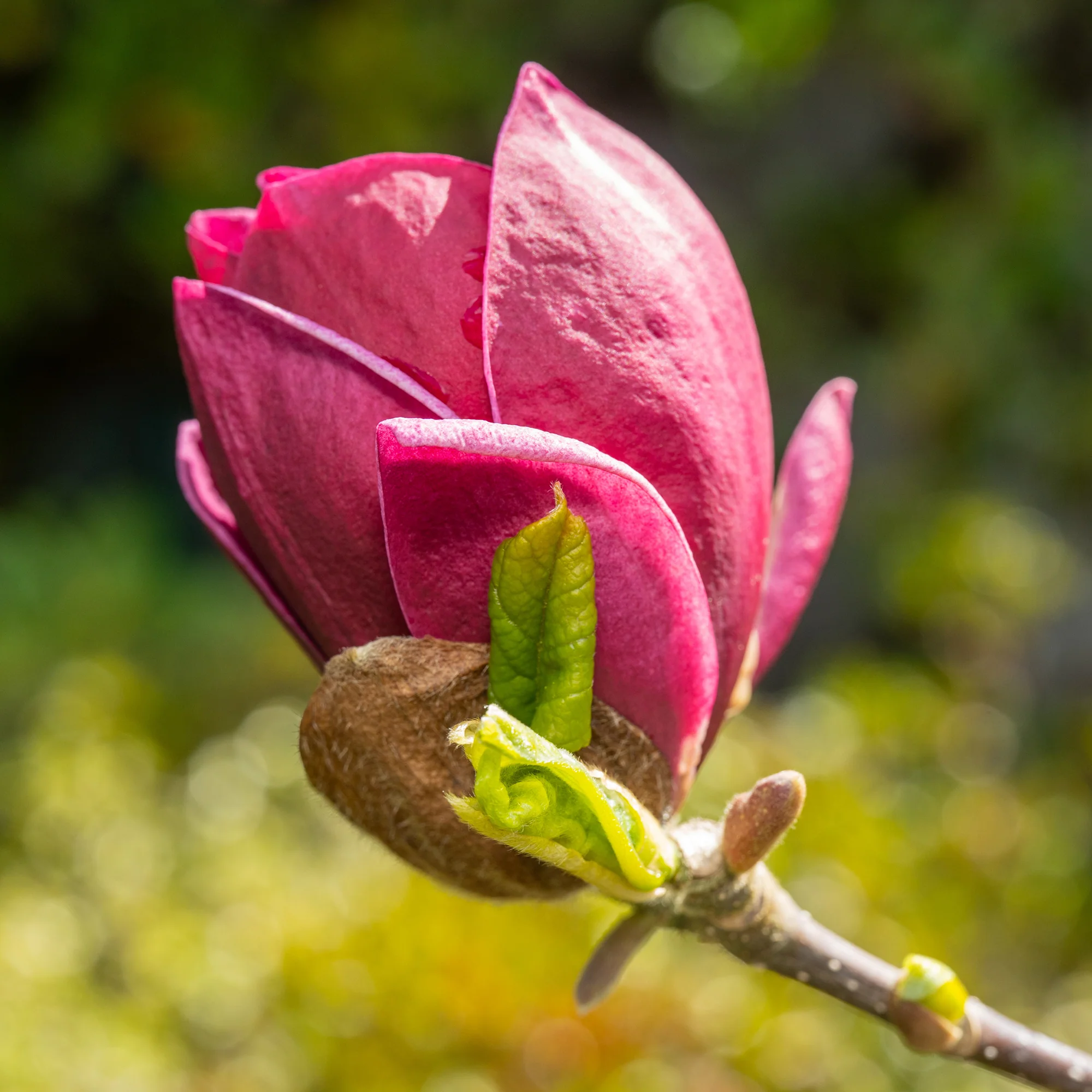 Magnolia Genie - Image 6