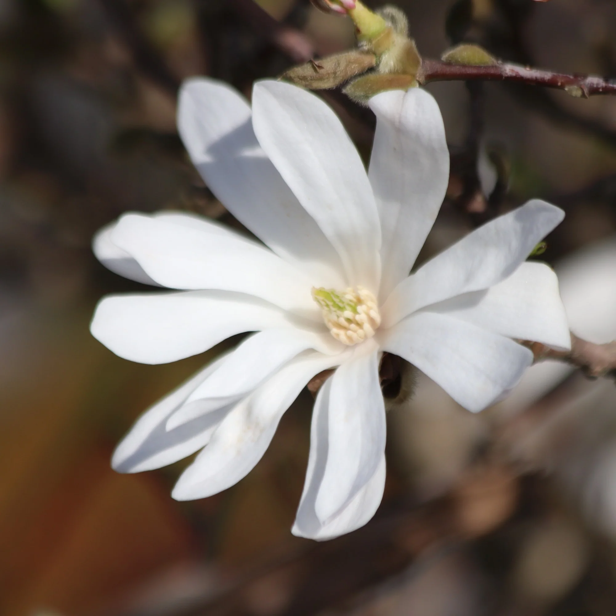 Magnolia stellata Royal Star - Image 4