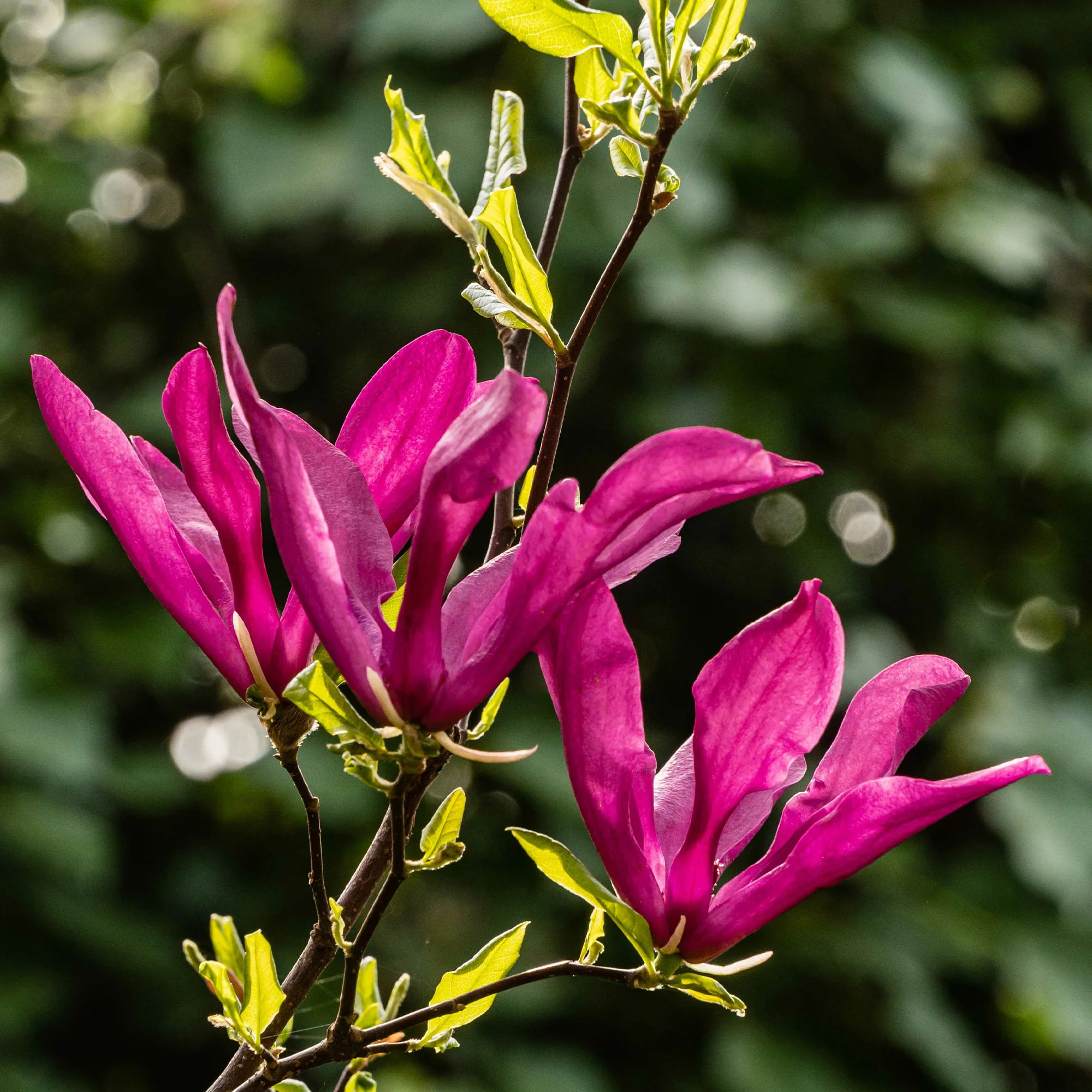Magnolia Susan - Image 2