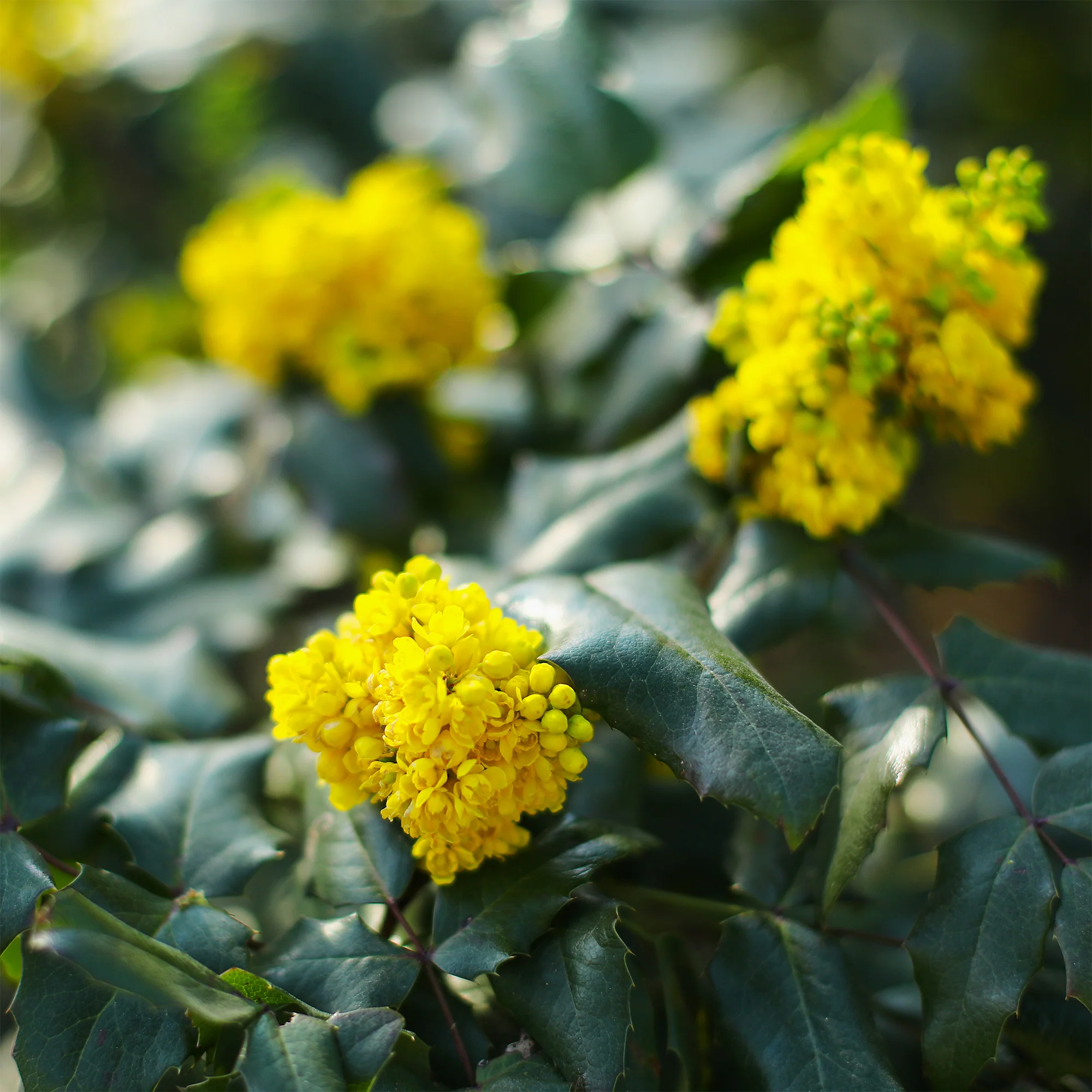 Mahonia Apollo - Image 2