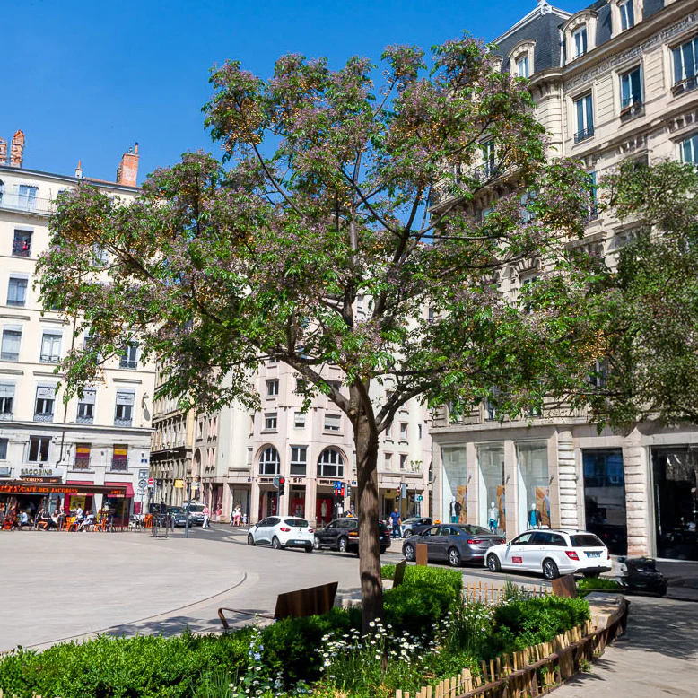 Lilas de Perse - Margousier - Image 2