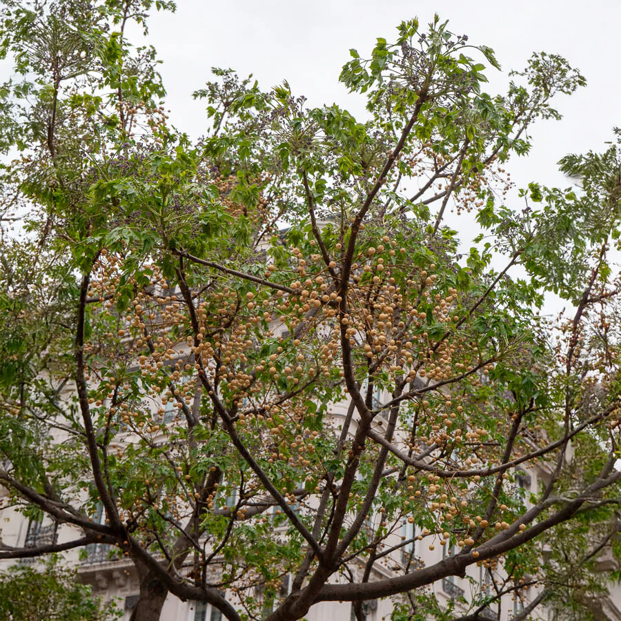 Lilas de Perse - Margousier - Image 6