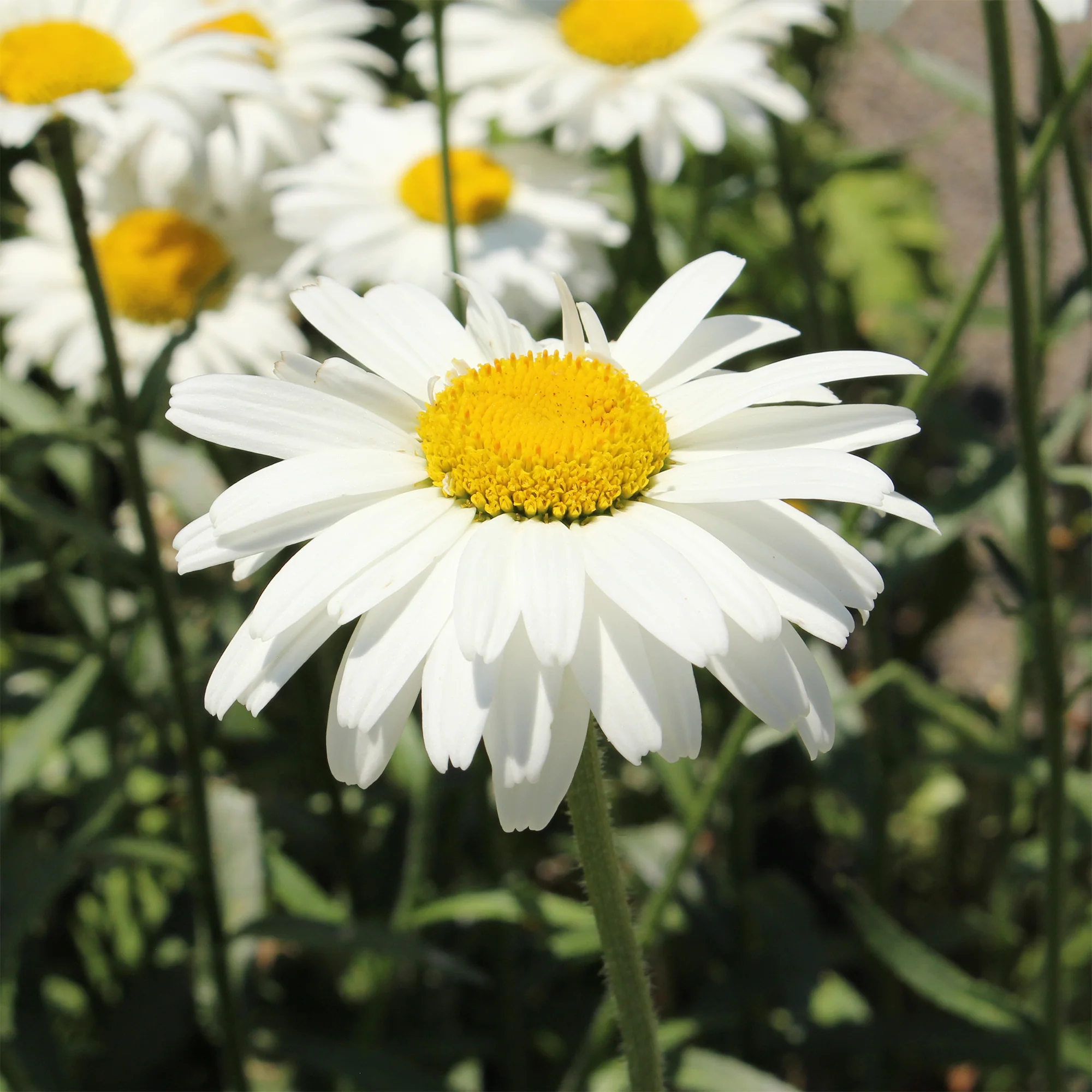 Marguerite d'été Alaska