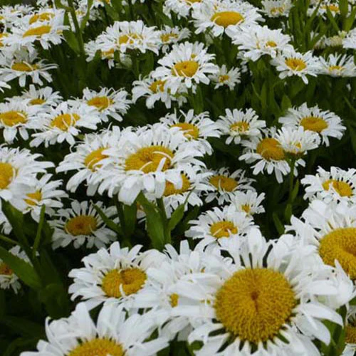 Marguerite d'été Lacrosse