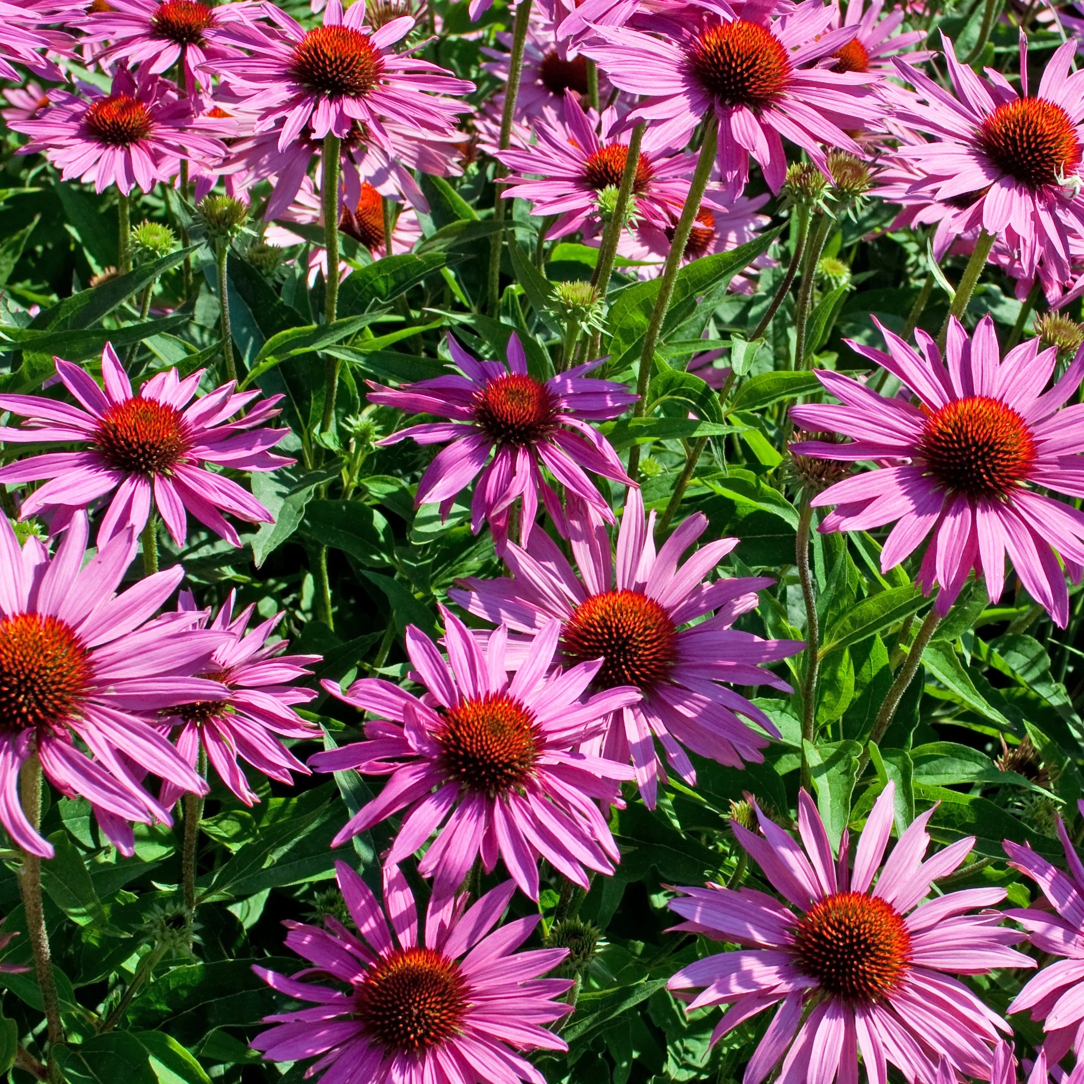 Echinacée pourpre