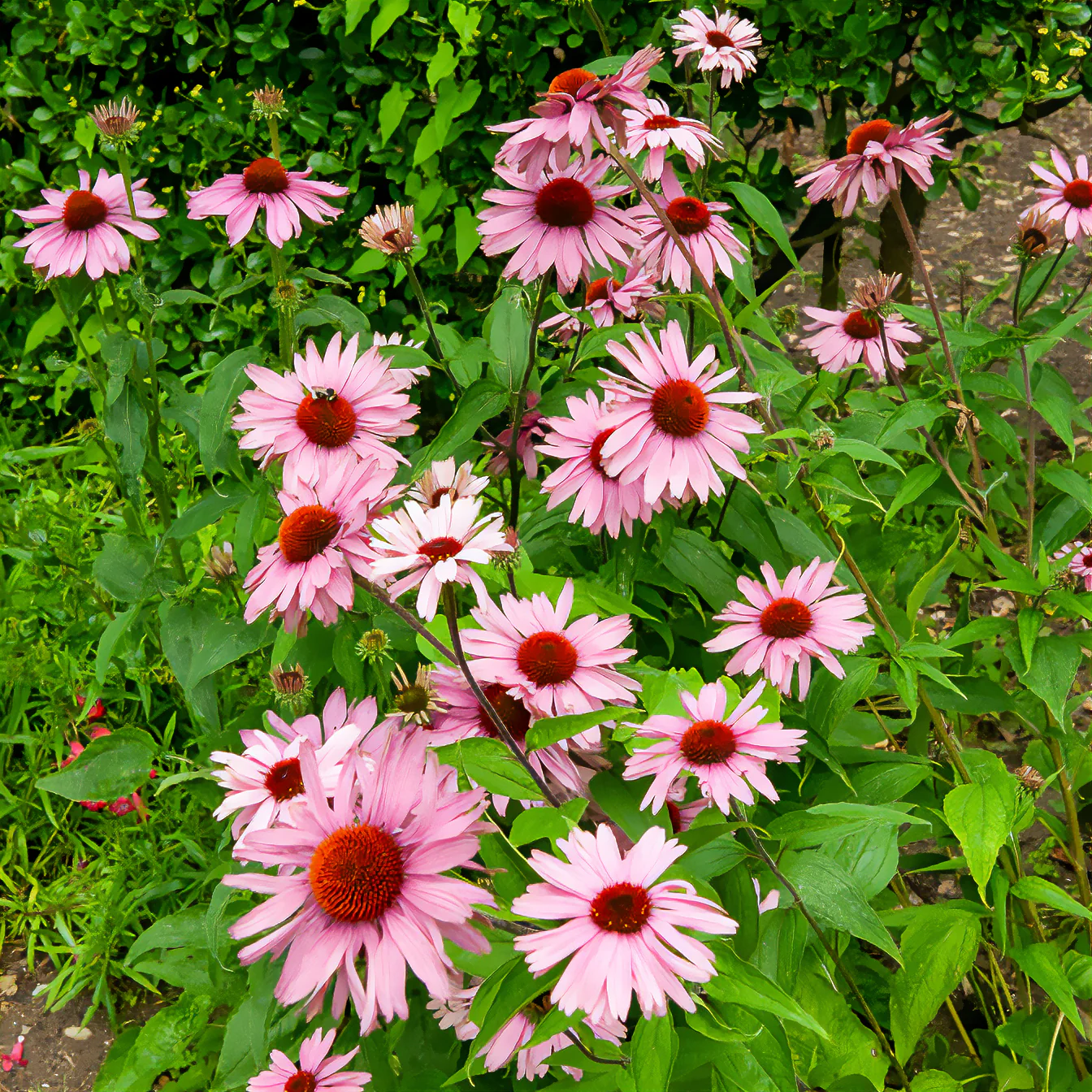 Echinacée pourpre - Image 3