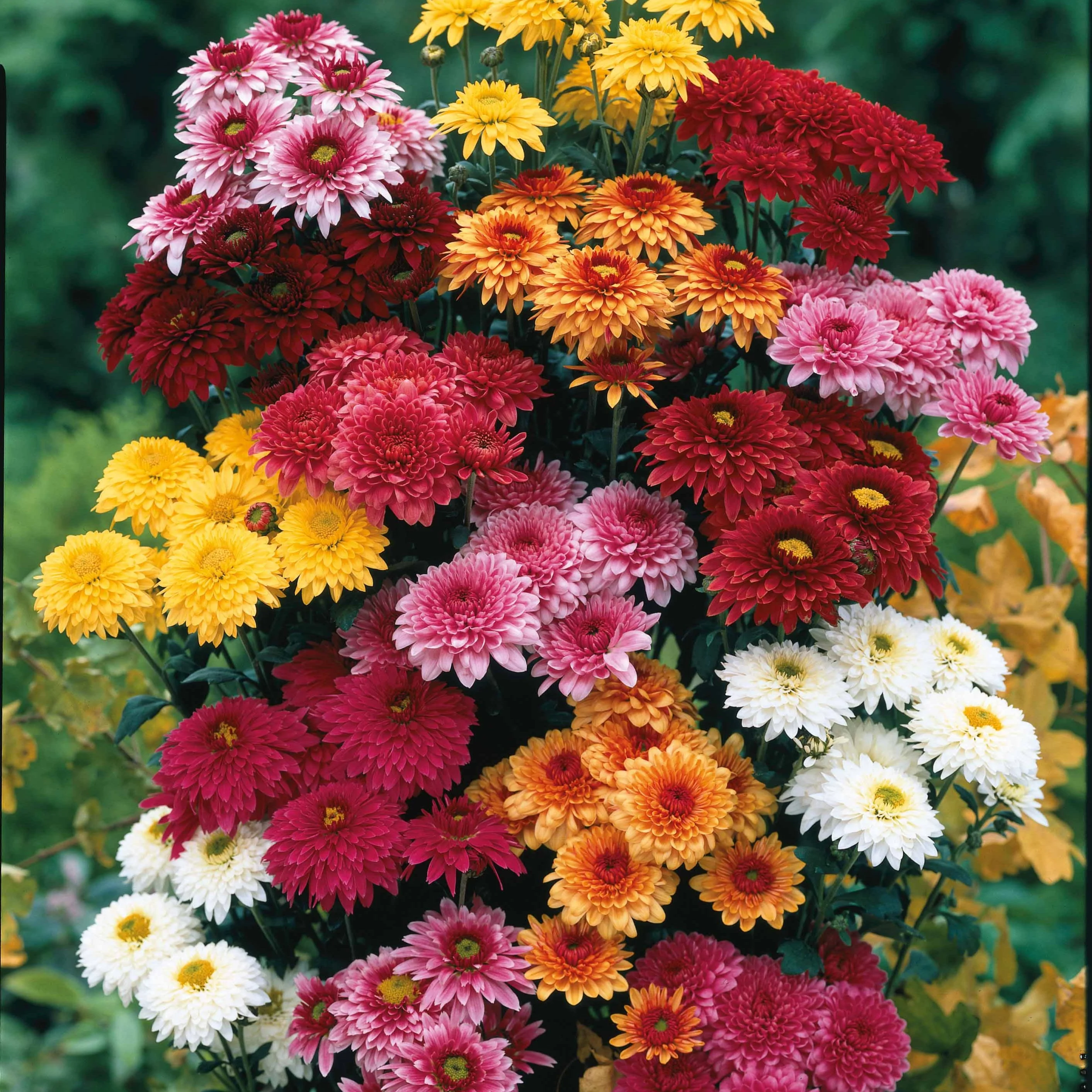 3 Marguerites d'automne en mélange