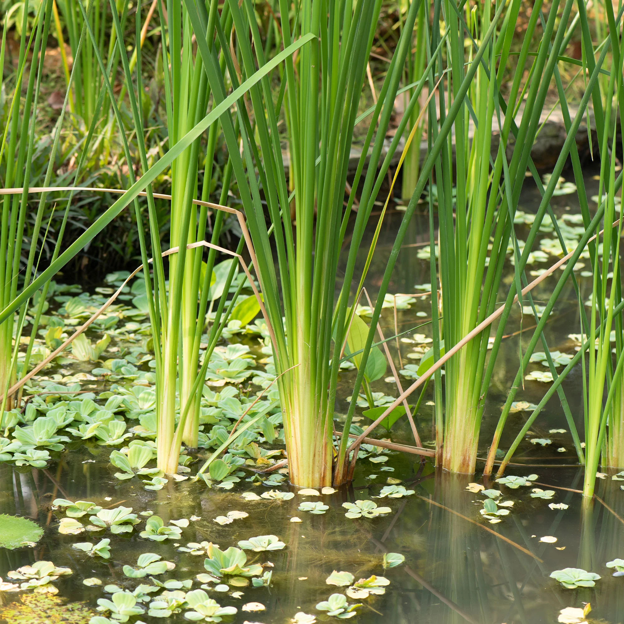 Massette à feuilles étroites - Image 3