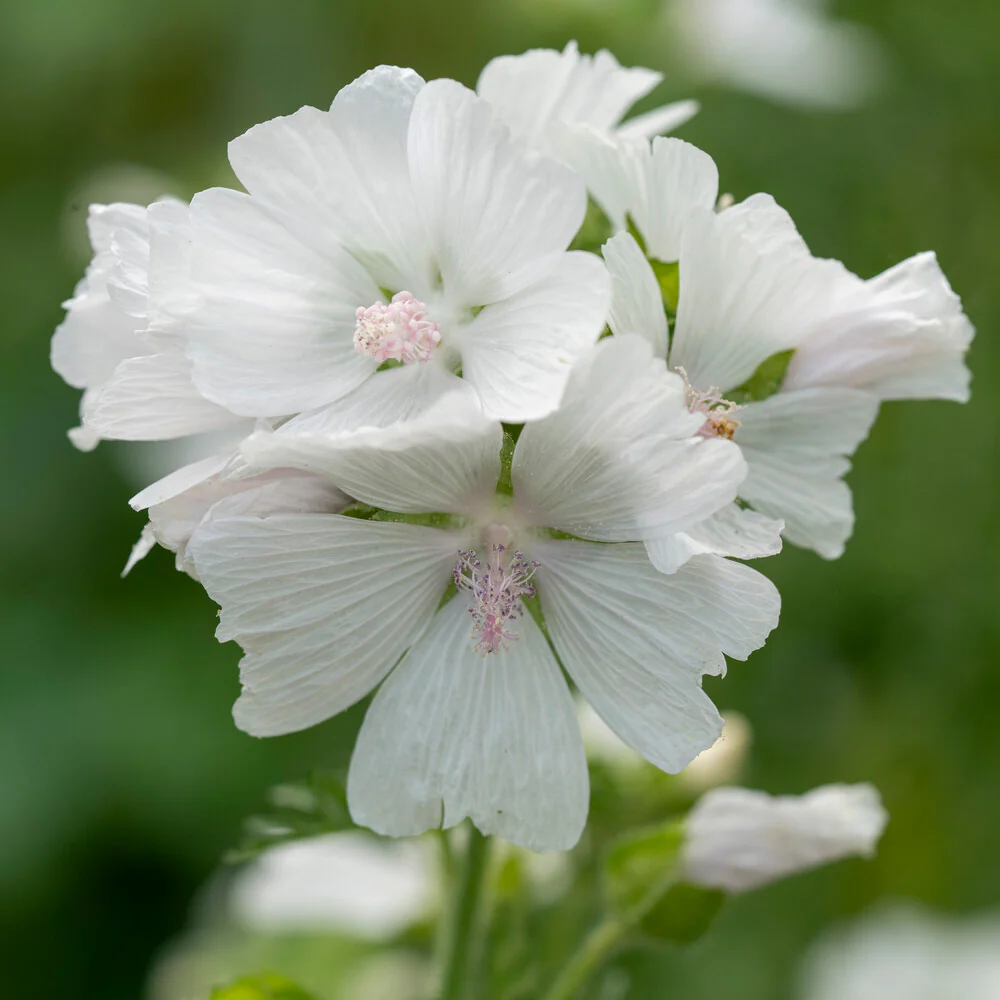 Mauve musquée blanche