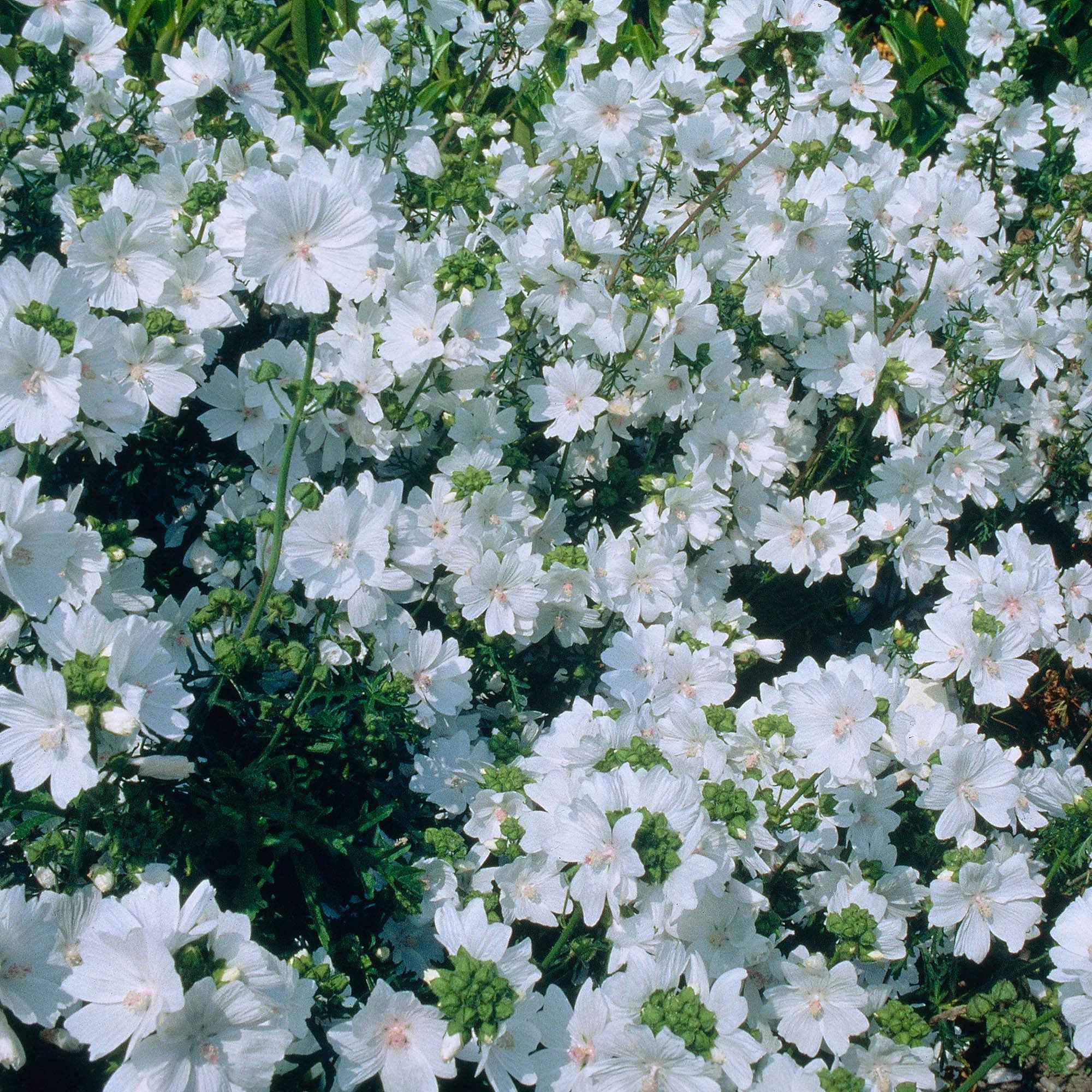Mauve musquée blanche - Image 3
