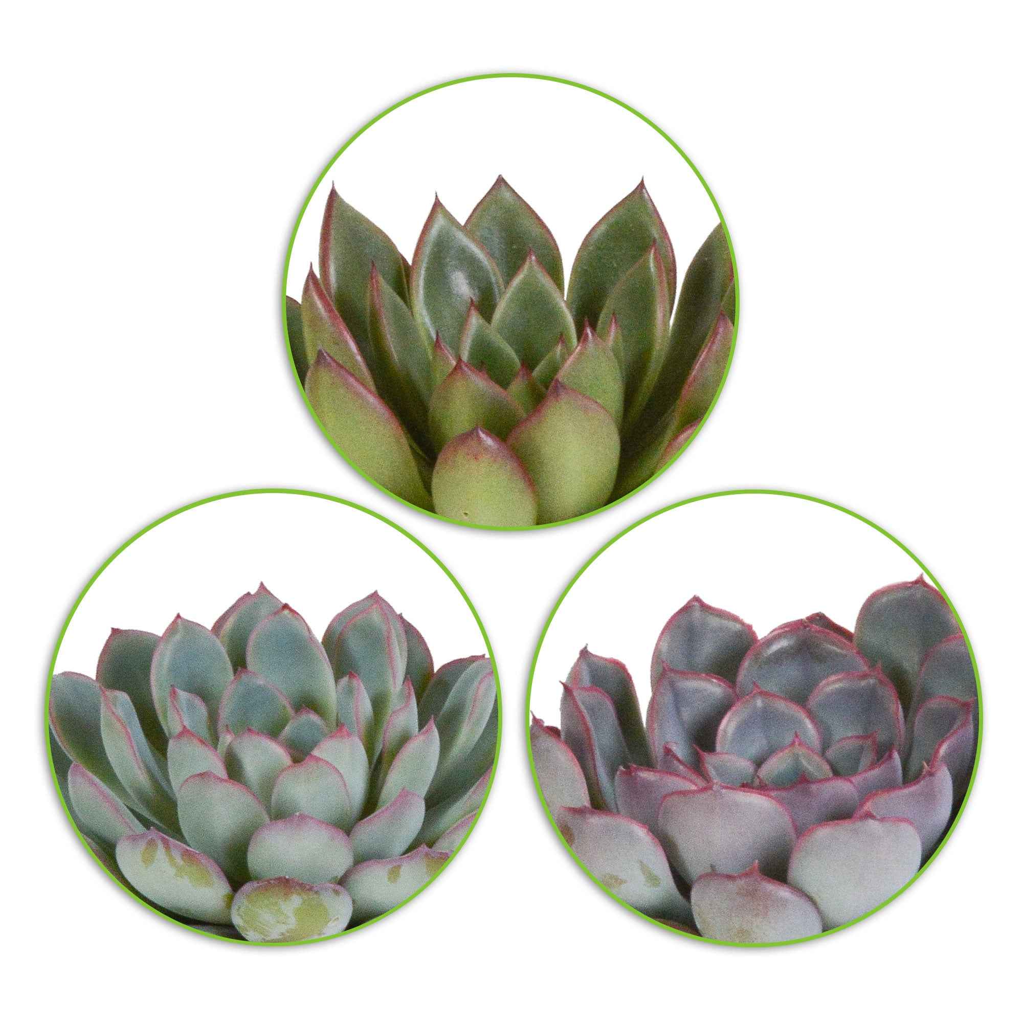 Mélange de 3 écheverias - Image 2