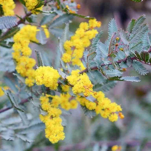 Mimosa de Bailey à feuillage pourpre - Image 2