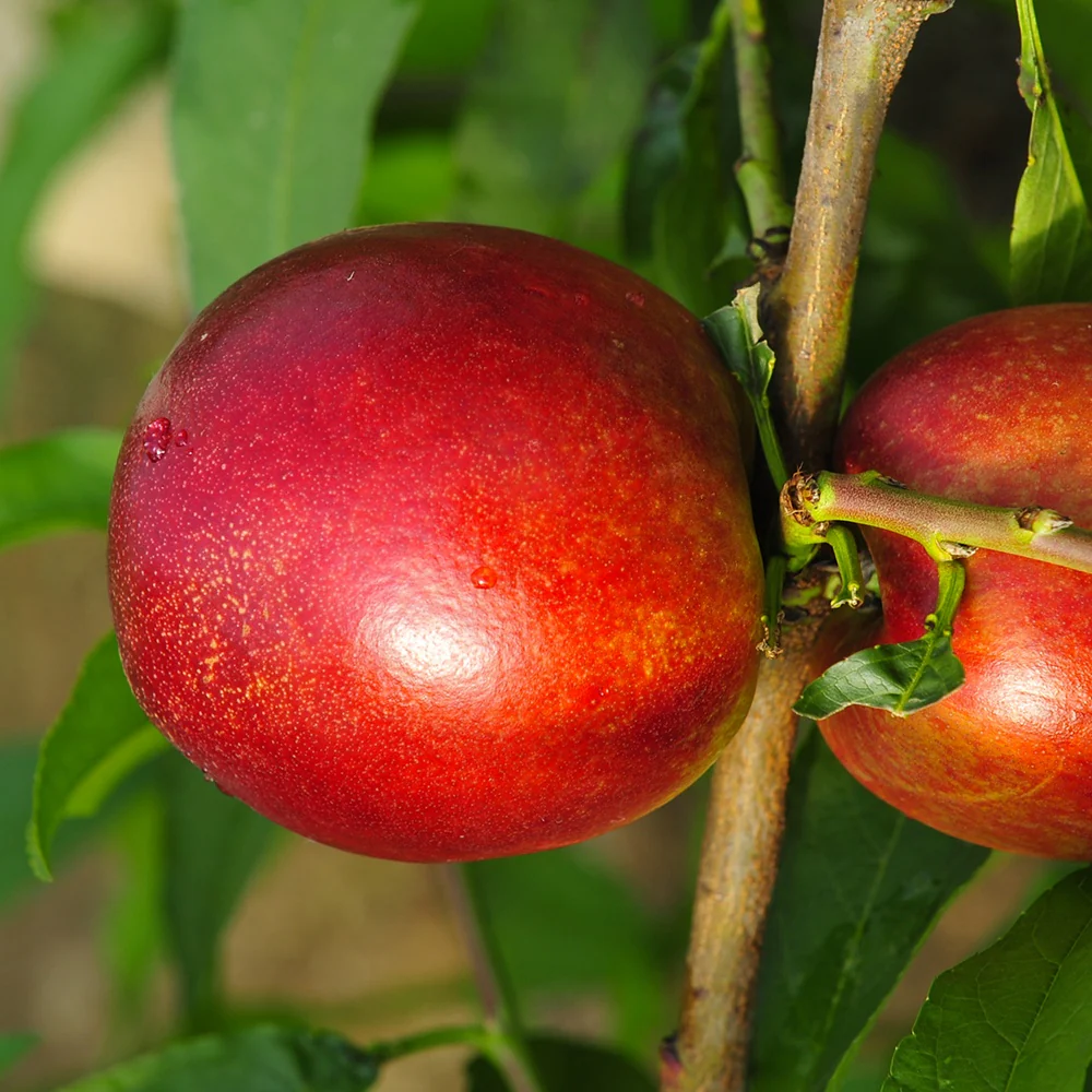 Mini-nectarine Morton - Image 3