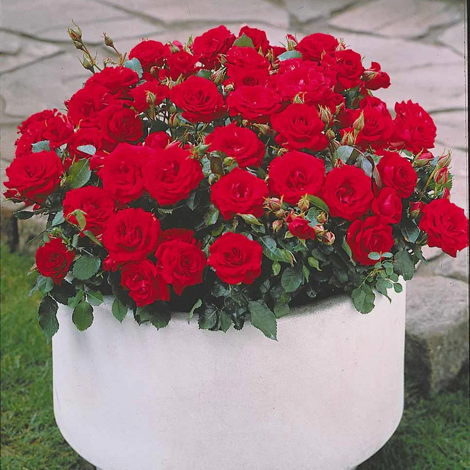 3 Mini-rosiers Randilla rouge - Image 2