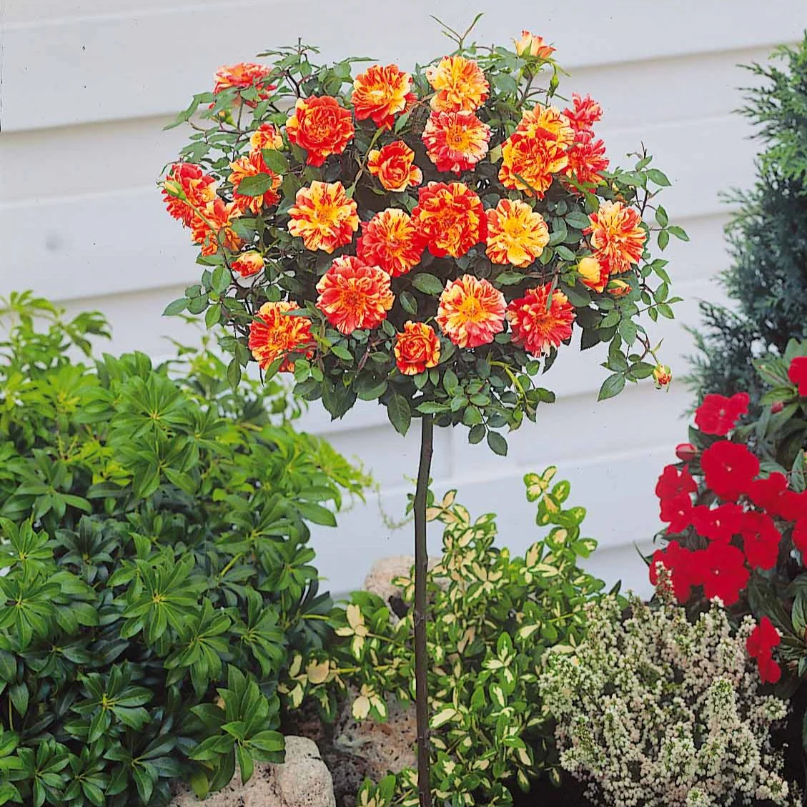 Mini-rosier sur tige Mousha