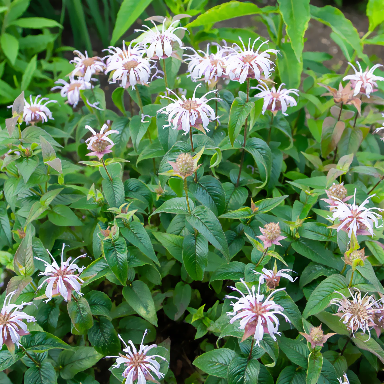 Monarde bradburiana Bergamote sauvage - Image 4
