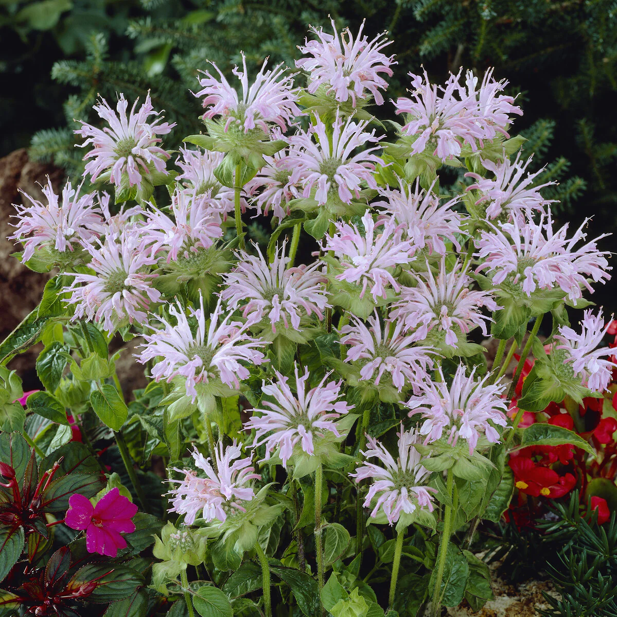 Monarde Fishes