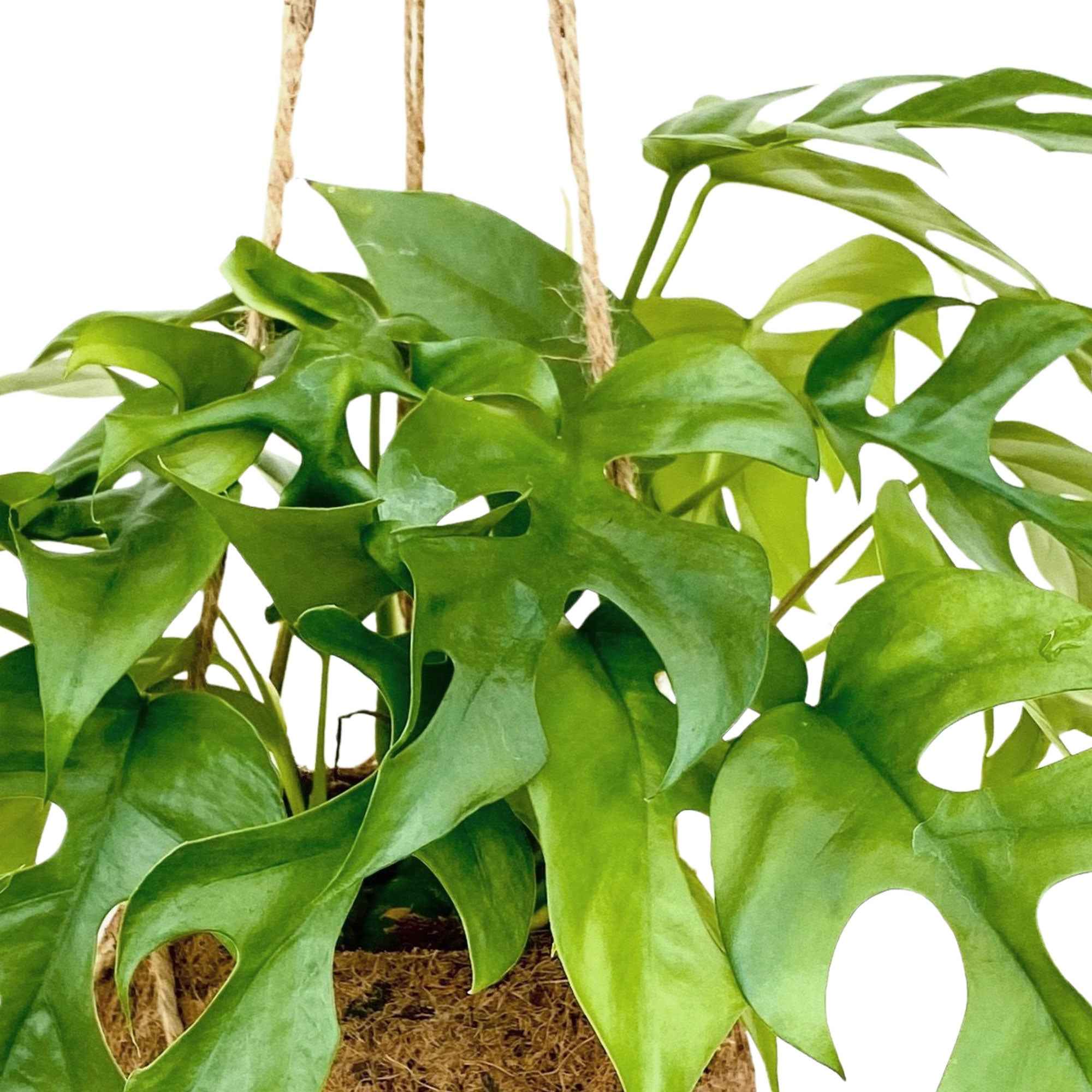 Monstera minima et son pot en fibre de noix de coco - Image 2