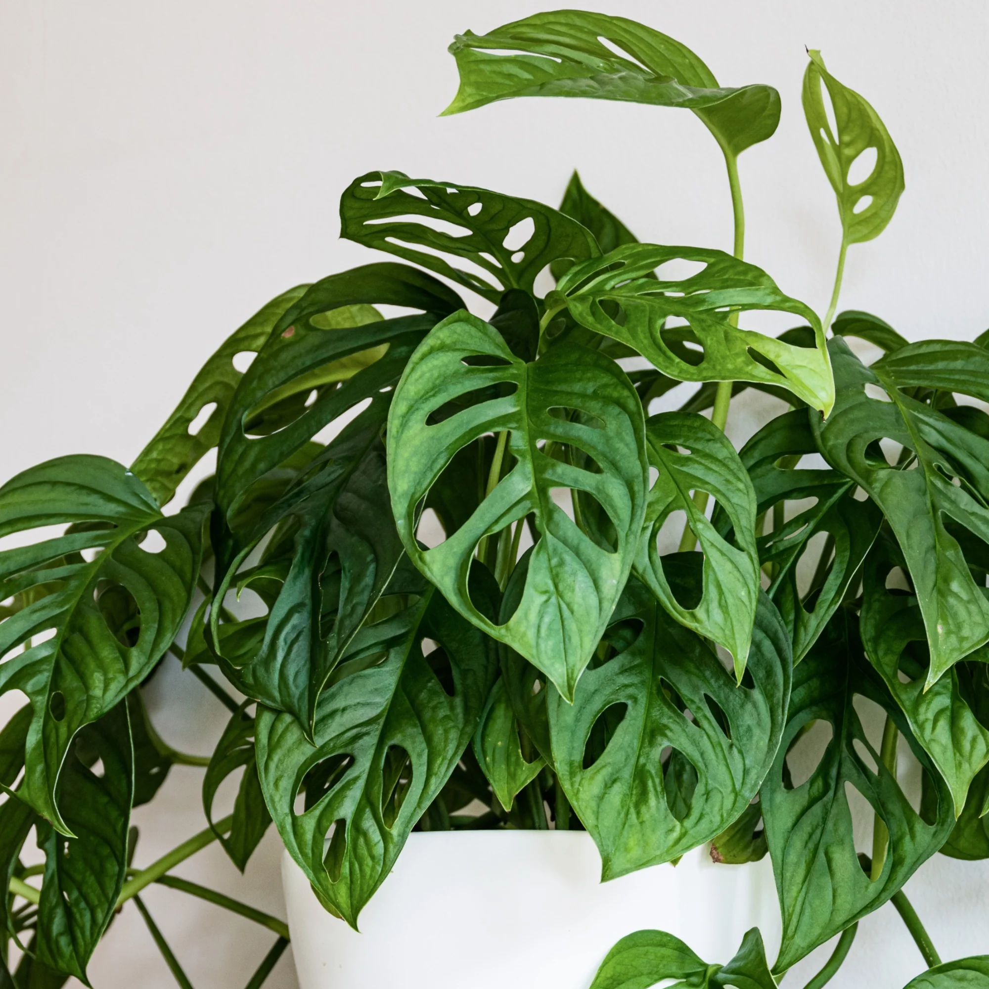 Philodendron Monstera Monkey Mask - Image 2